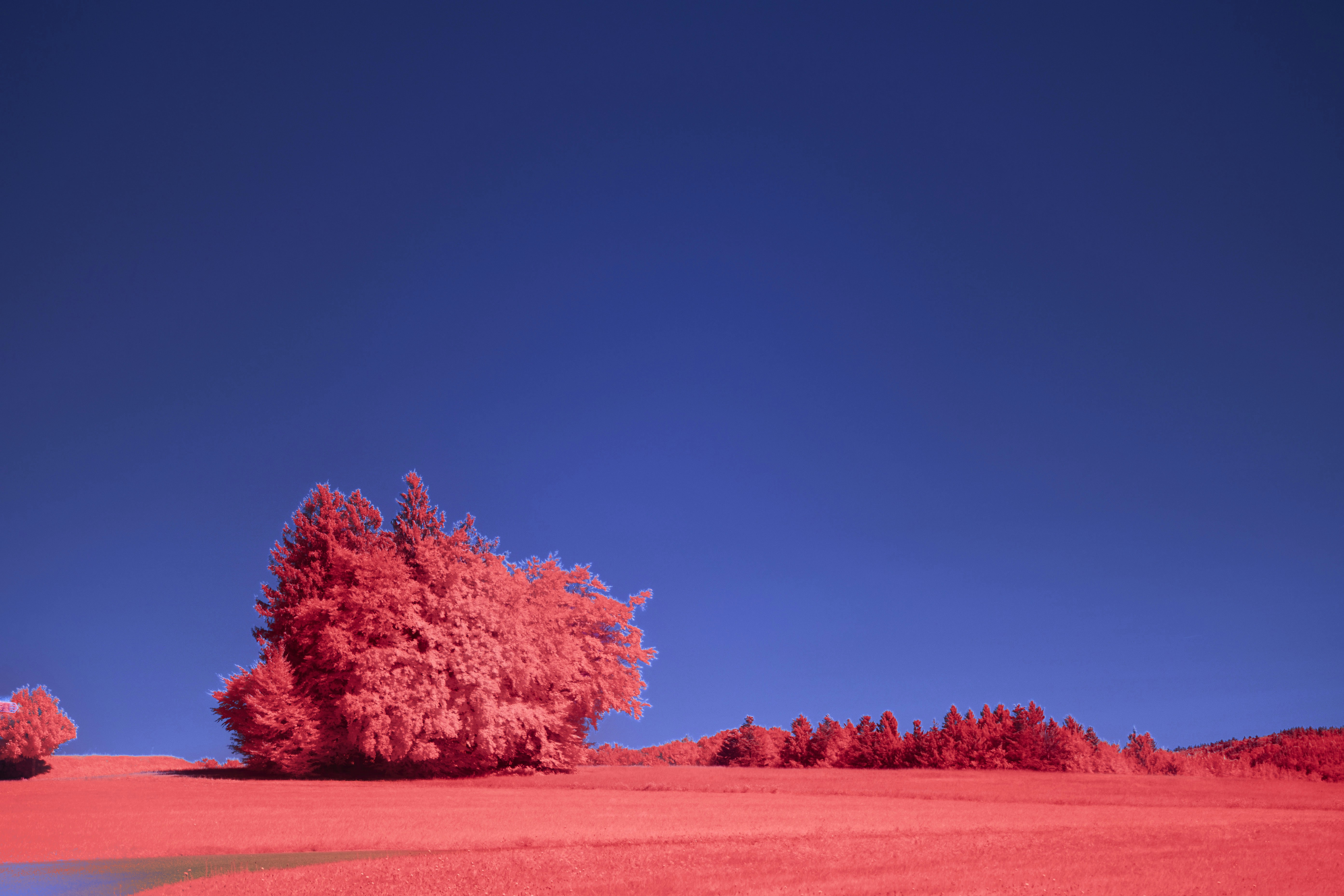 Red tree in infrared landscape - Free Photo on Unsplash