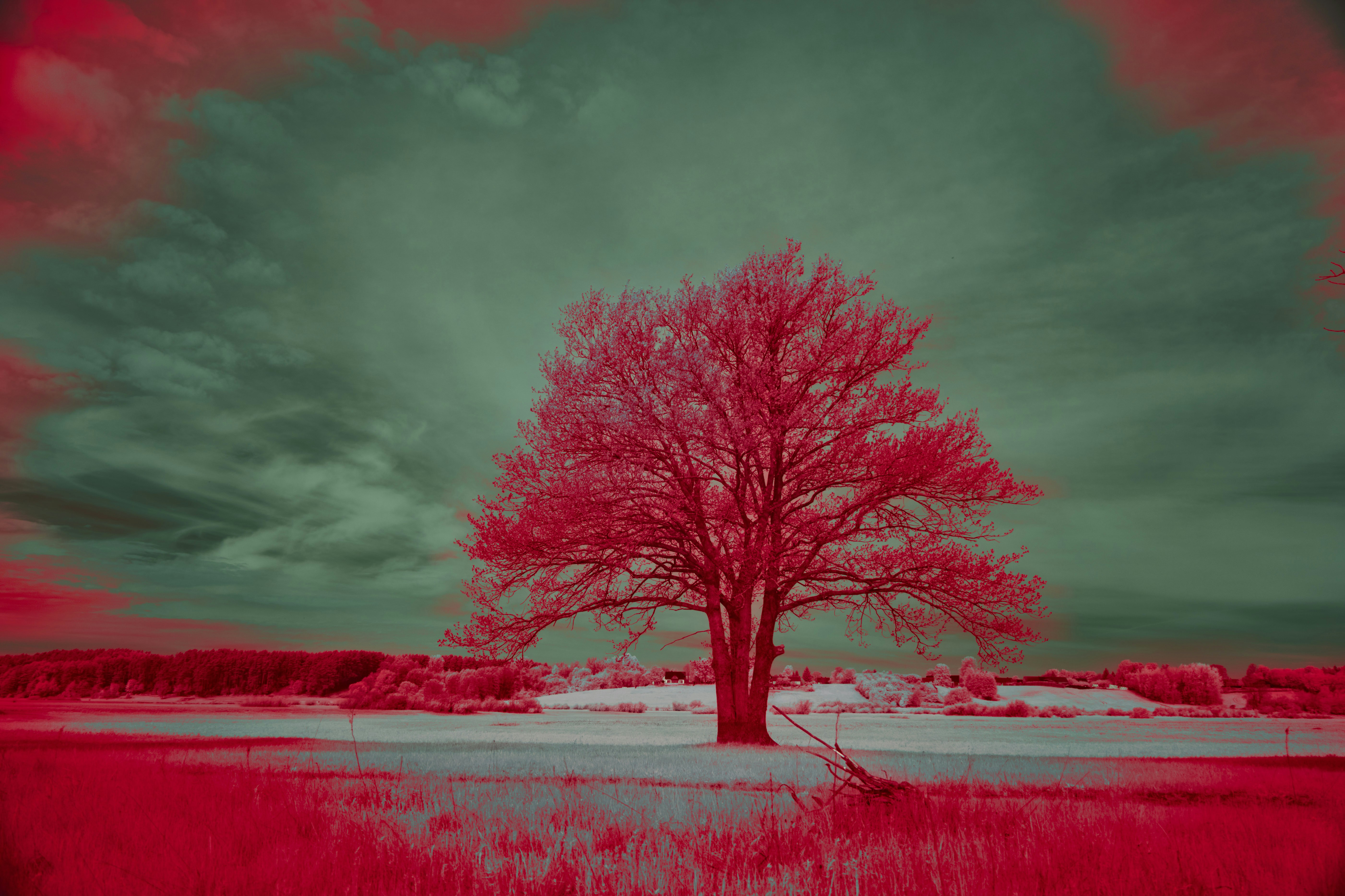 Lone red tree in field - Free Photo on Unsplash