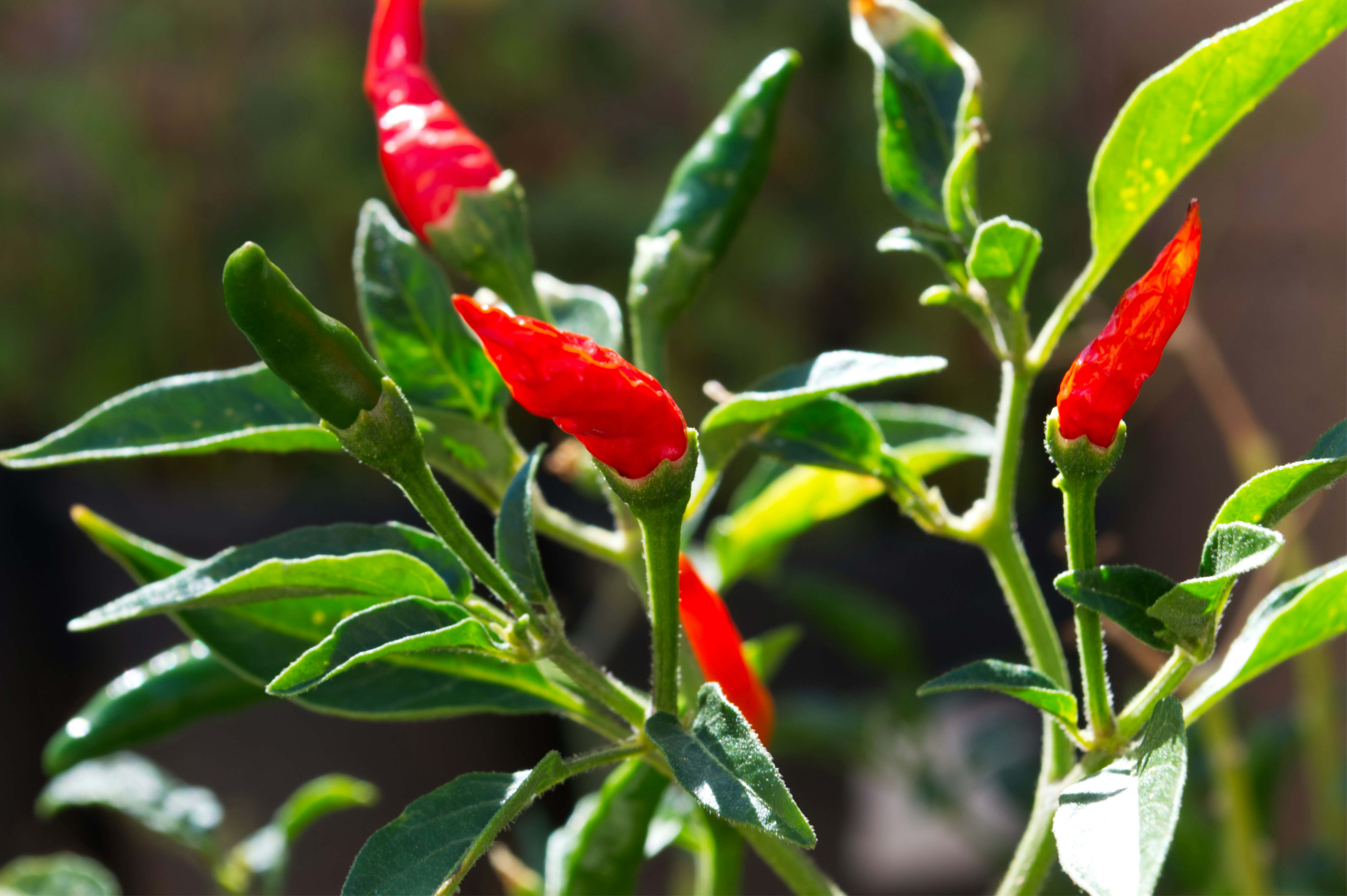 Red and green chili peppers - Free Photo on Unsplash