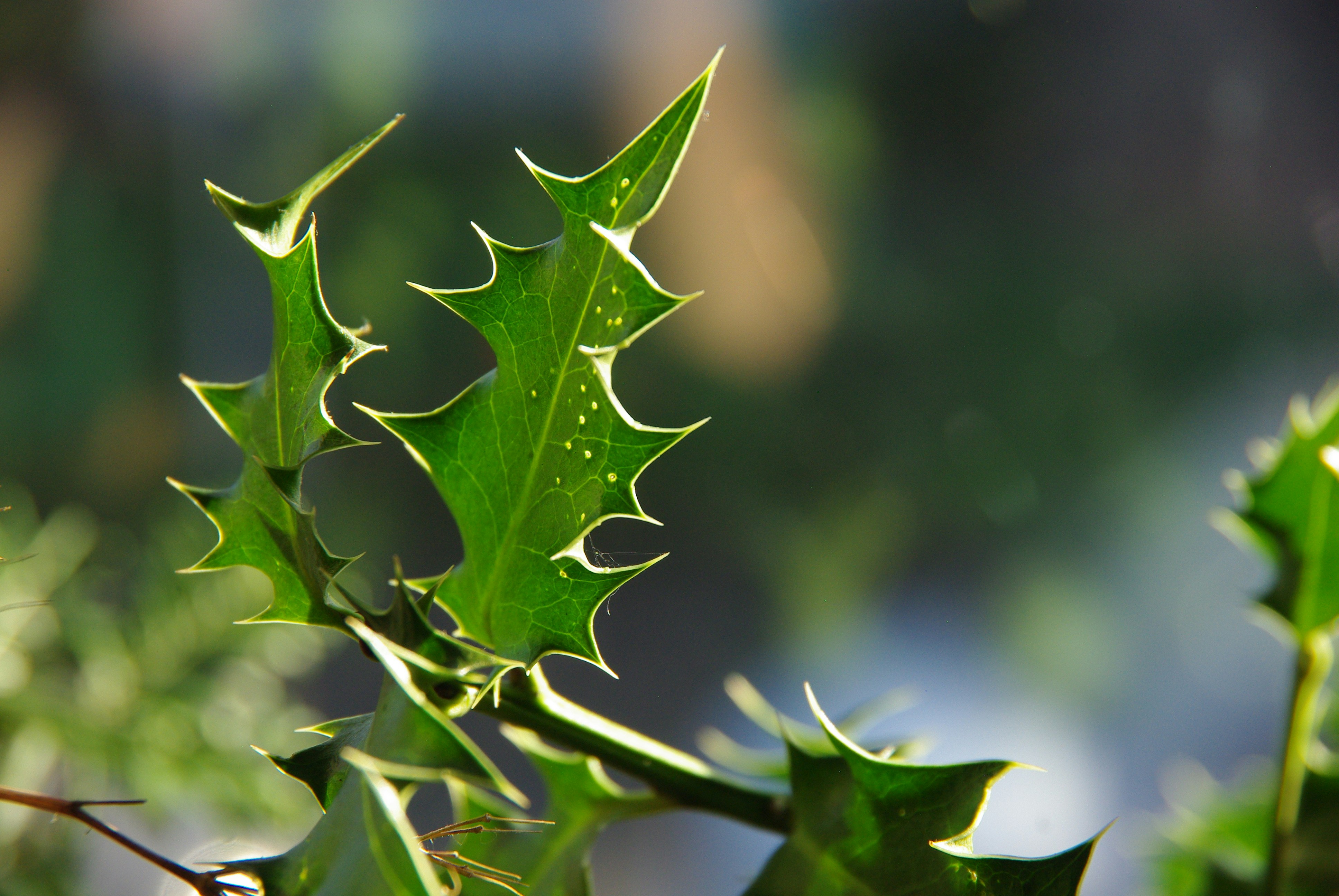 Green holly leaves with serrated edges - Free Photo on Unsplash