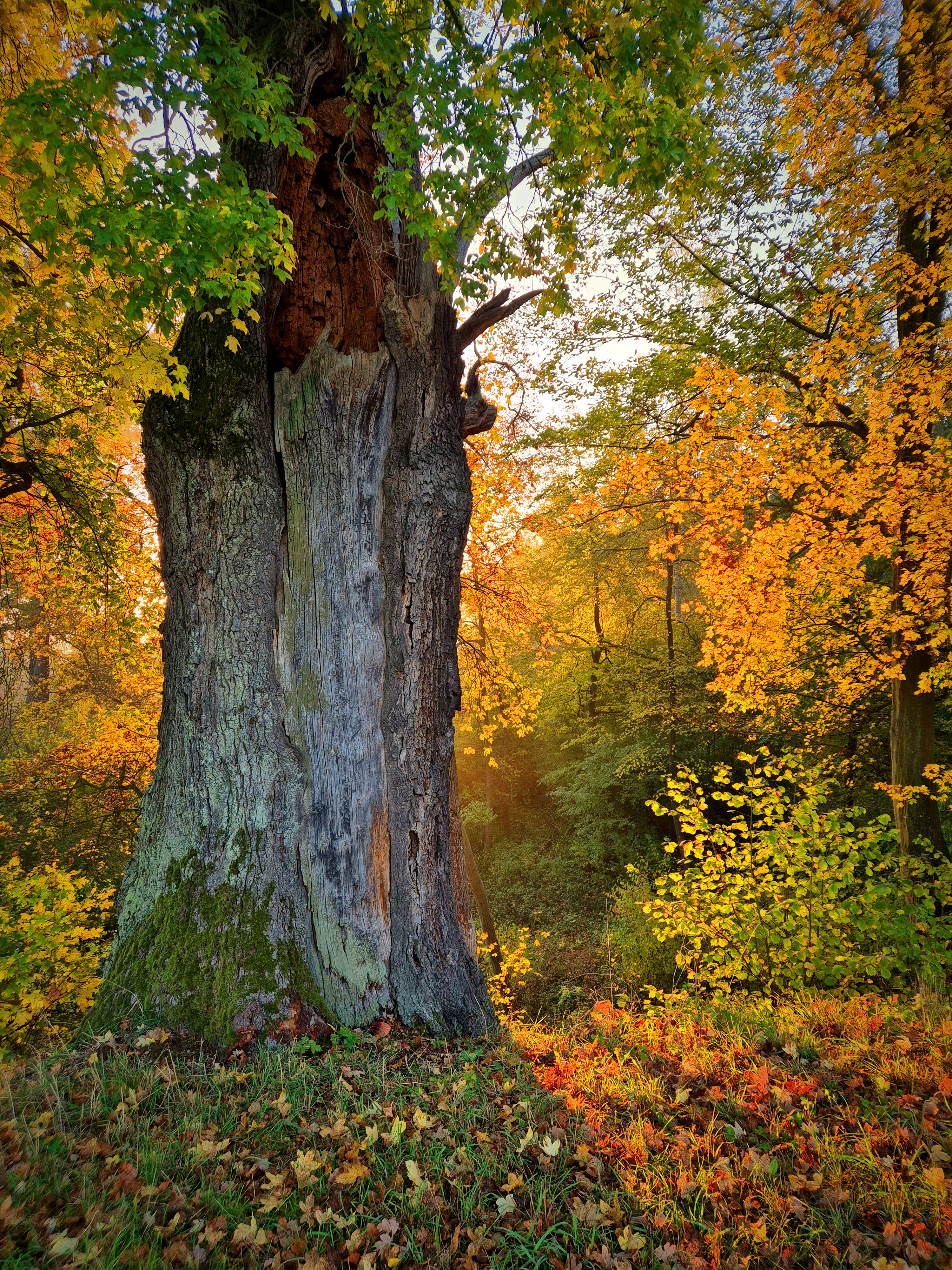 Ancient hollow tree in autumn forest - Free Photo on Unsplash
