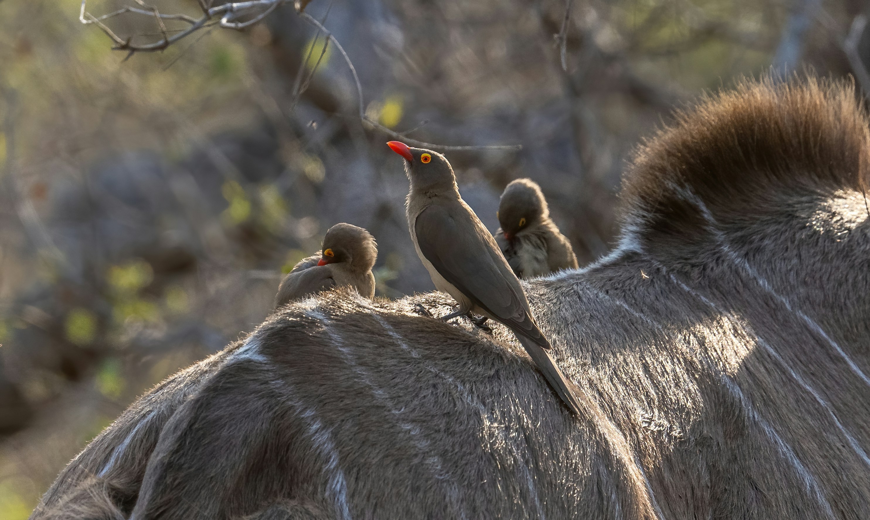 Trois pics à bec rouge perchés sur le dos d’un kudou dans une savane baignée de soleil