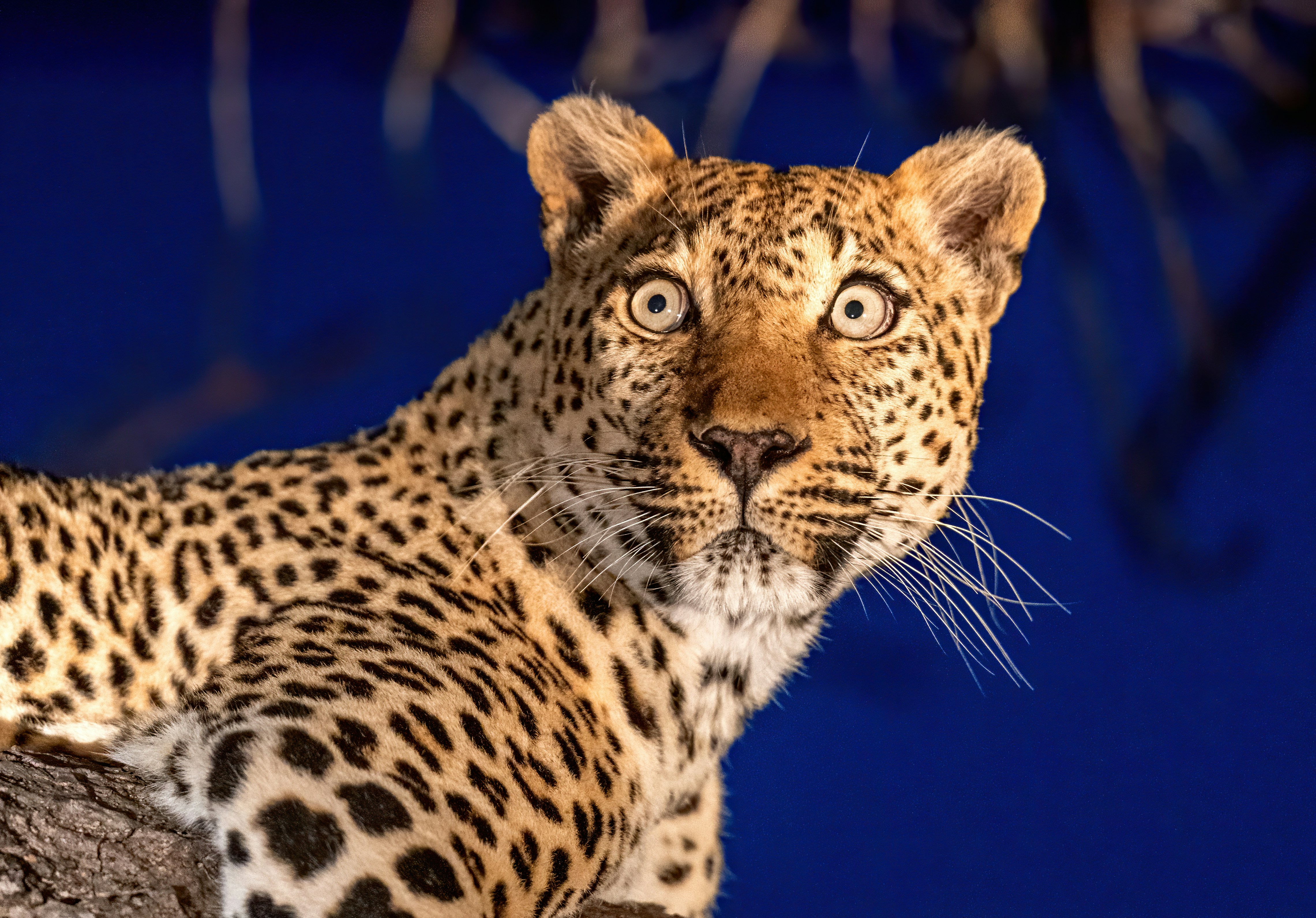 Un léopard aux yeux grands ouverts regardant droit devant lui sur un fond bleu foncé