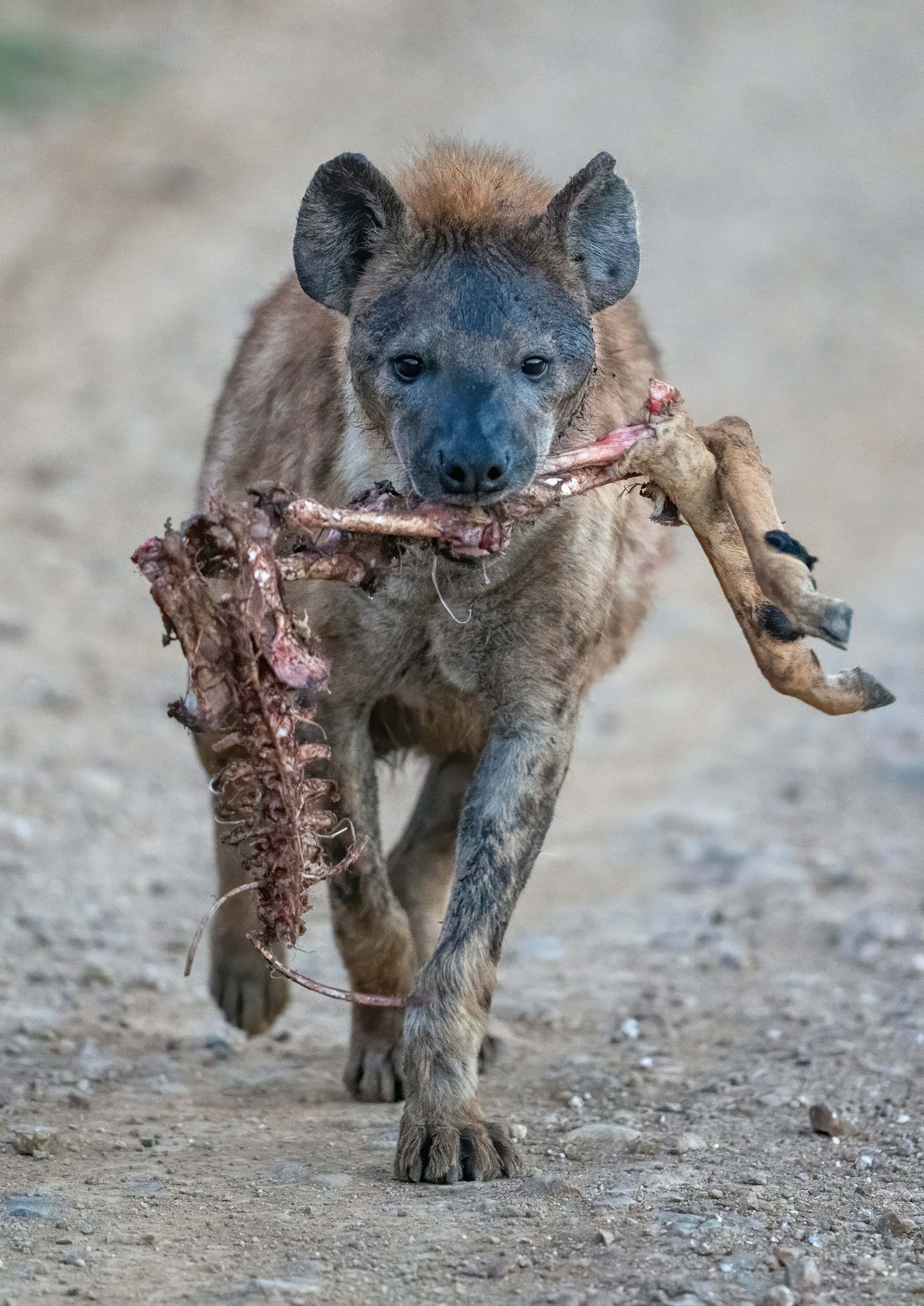 Une hyène tachetée marchant sur un chemin de terre portant les restes squelettiques d’un animal