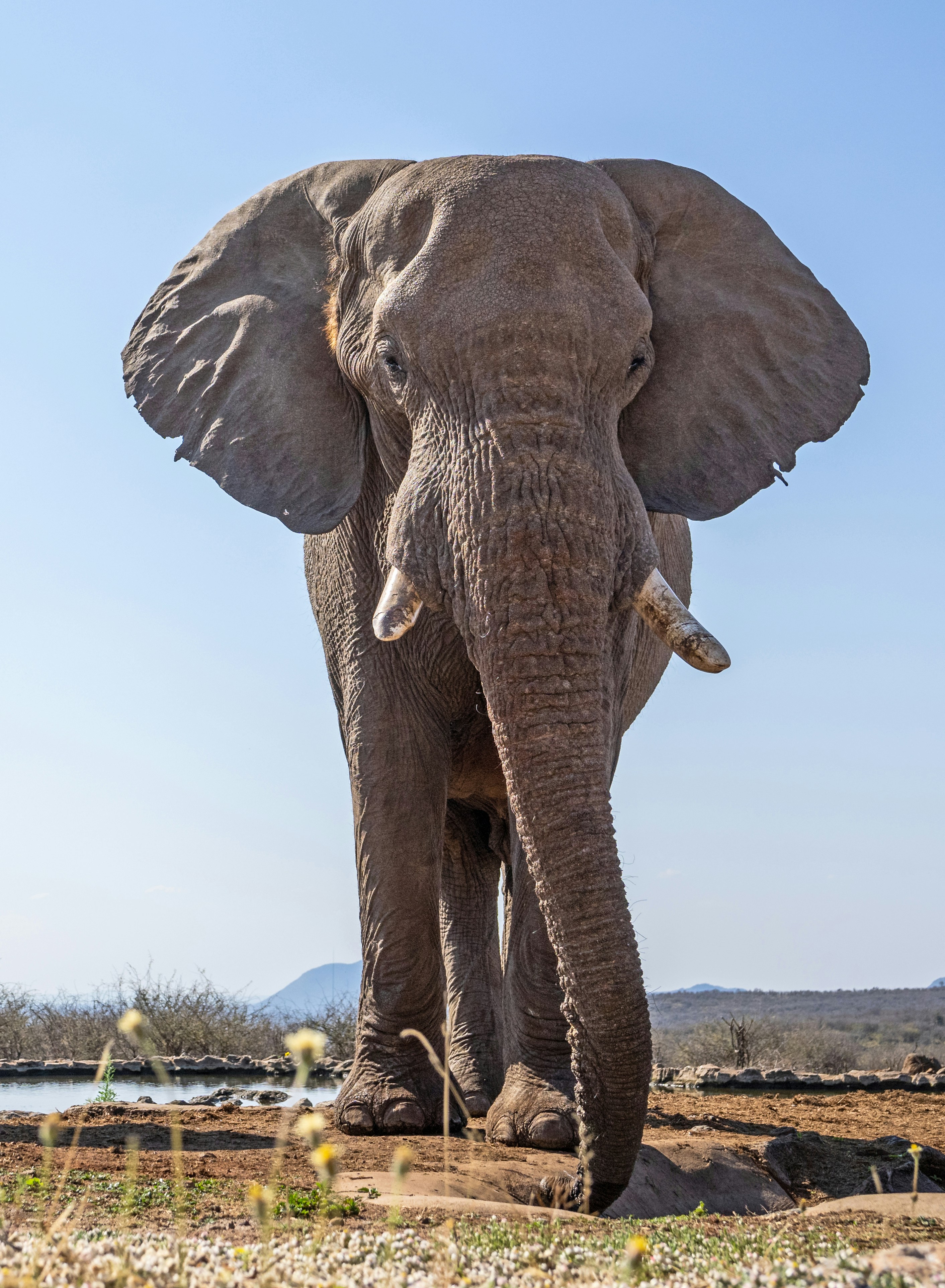 Un éléphant d’Afrique debout près d’un point d’eau dans un paysage sec sous un ciel dégagé