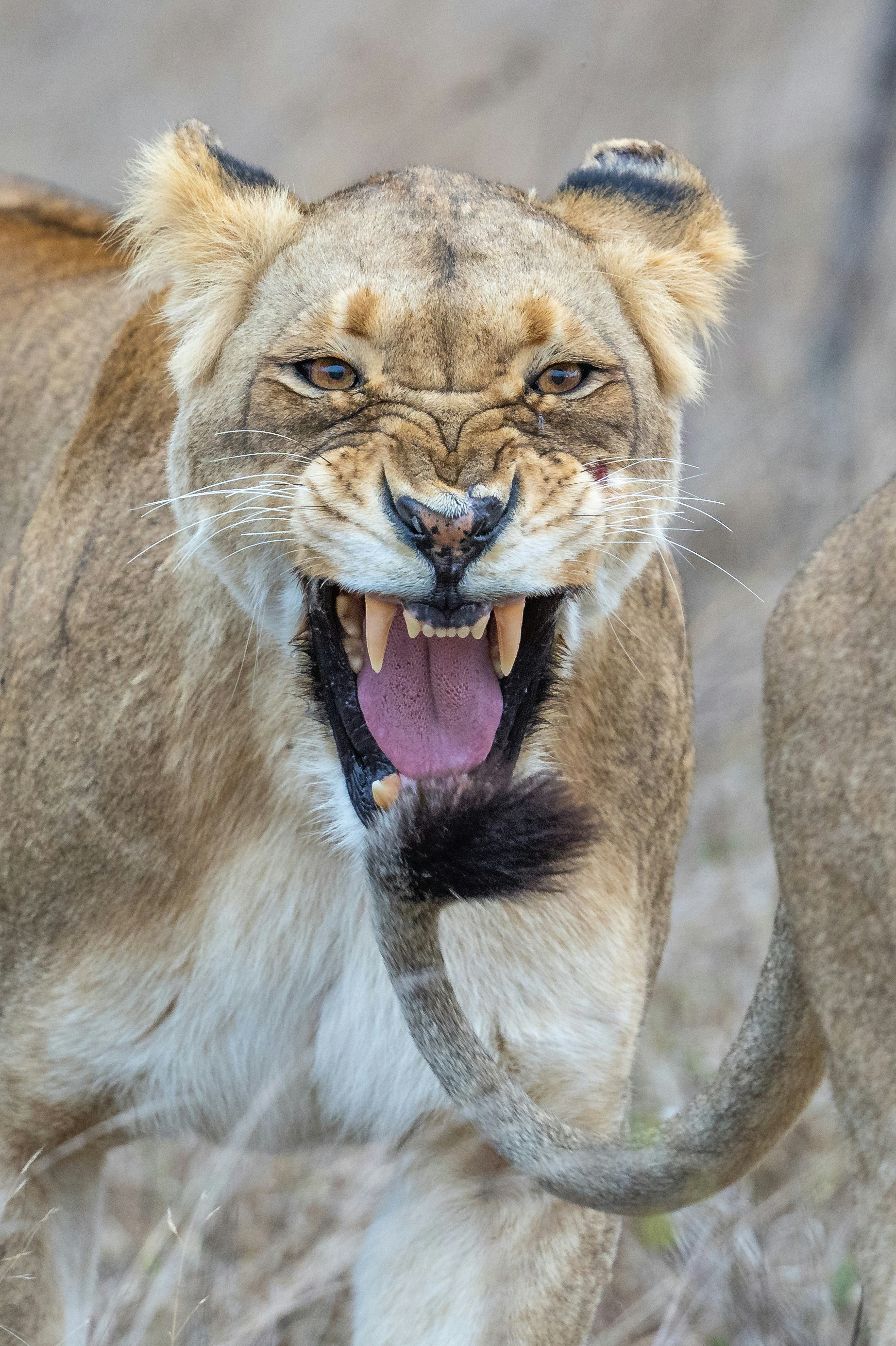 Un lion montrant les dents et grondant la bouche ouverte en plein air