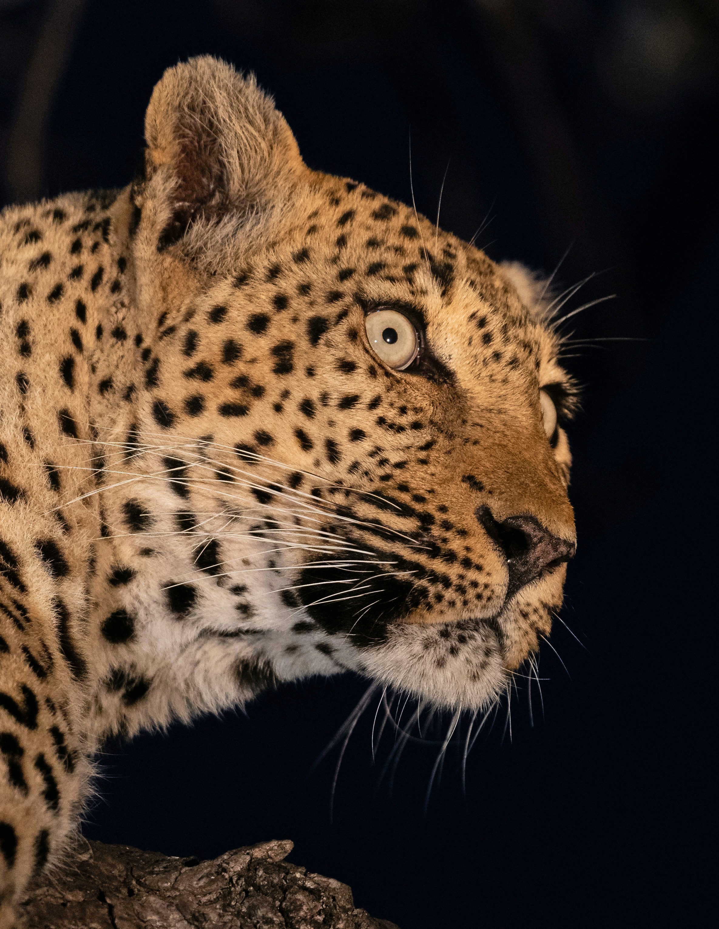 Une tête de léopard de profil sur fond sombre, aux yeux grands ouverts et aux longues moustaches
