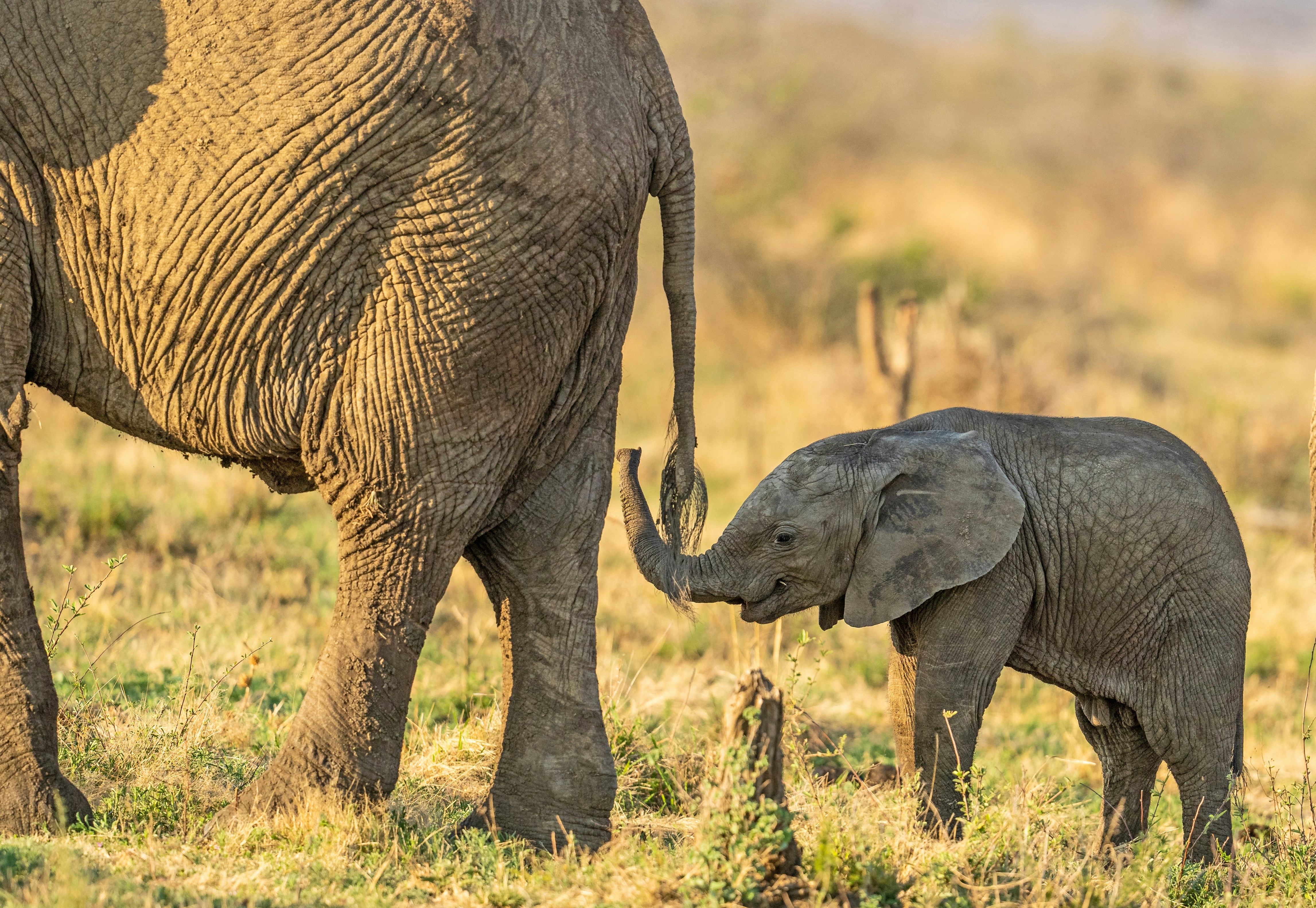 Un bébé éléphant tenant la queue d’un éléphant adulte dans une savane herbeuse
