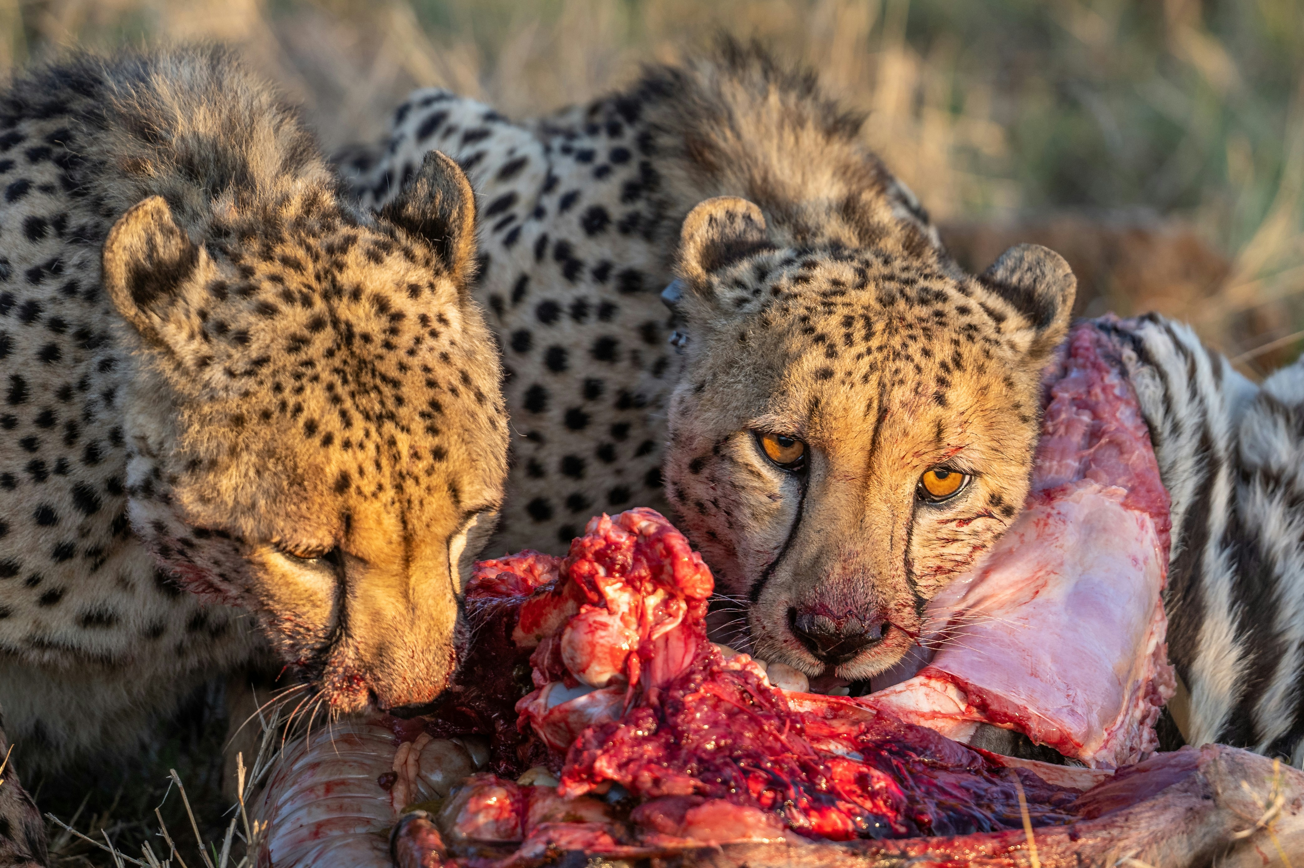 Deux guépards mangeant des proies dans la lumière dorée de la savane