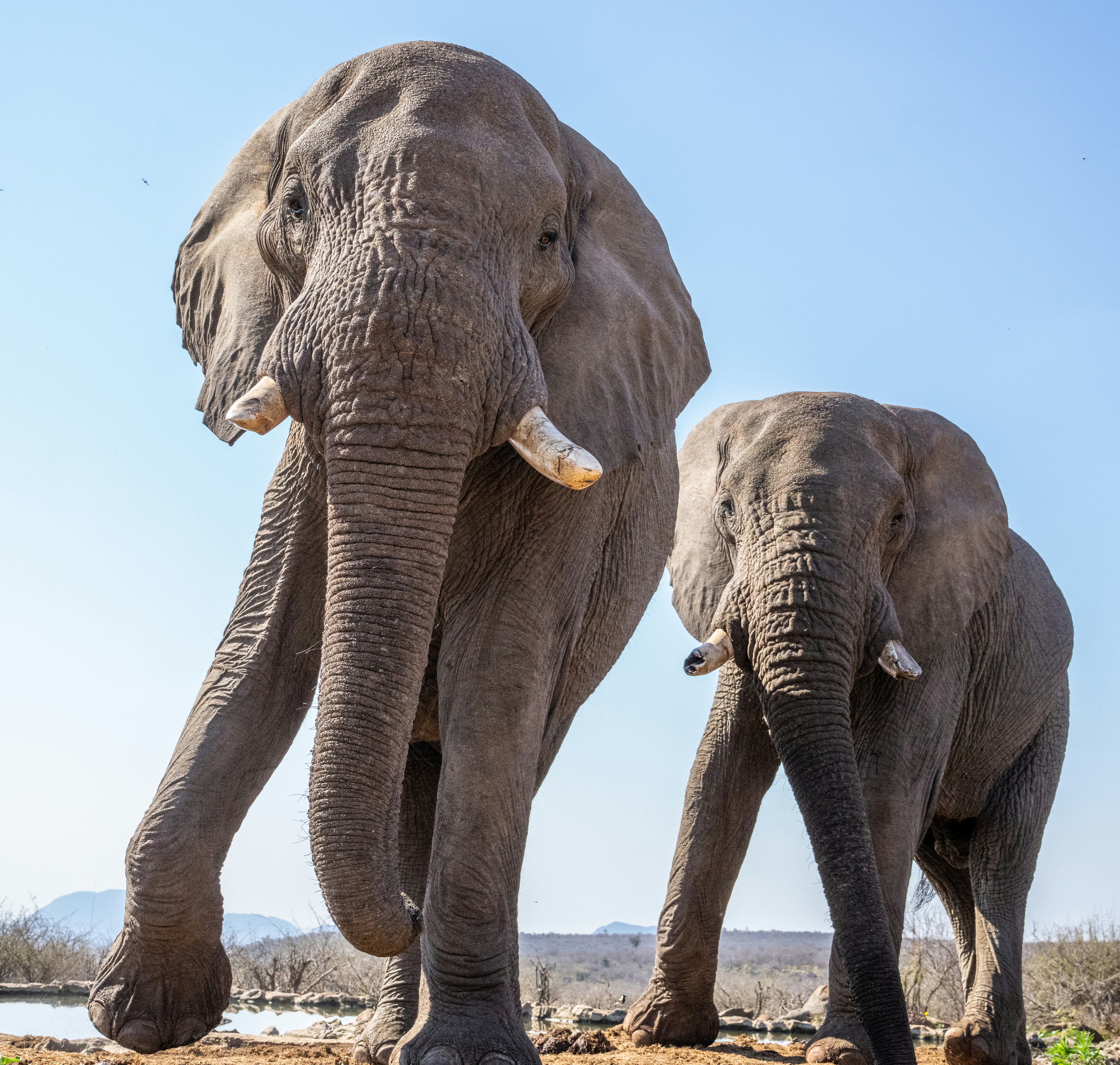 Deux éléphants africains marchant vers la caméra dans un paysage de savane sèche