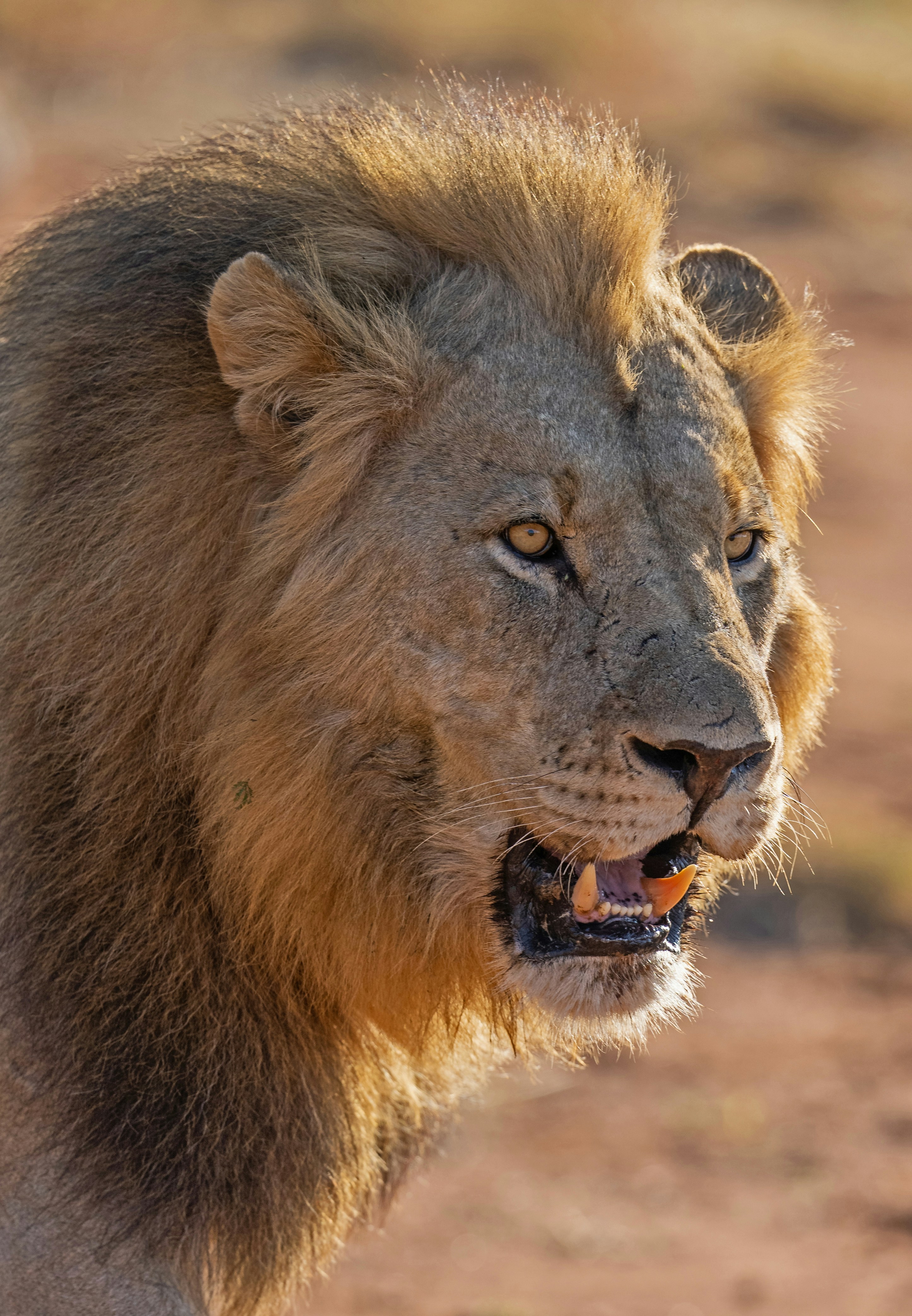 Profil rapproché d’un lion mâle à la crinière épaisse baignée d’une lumière dorée et chaleureuse