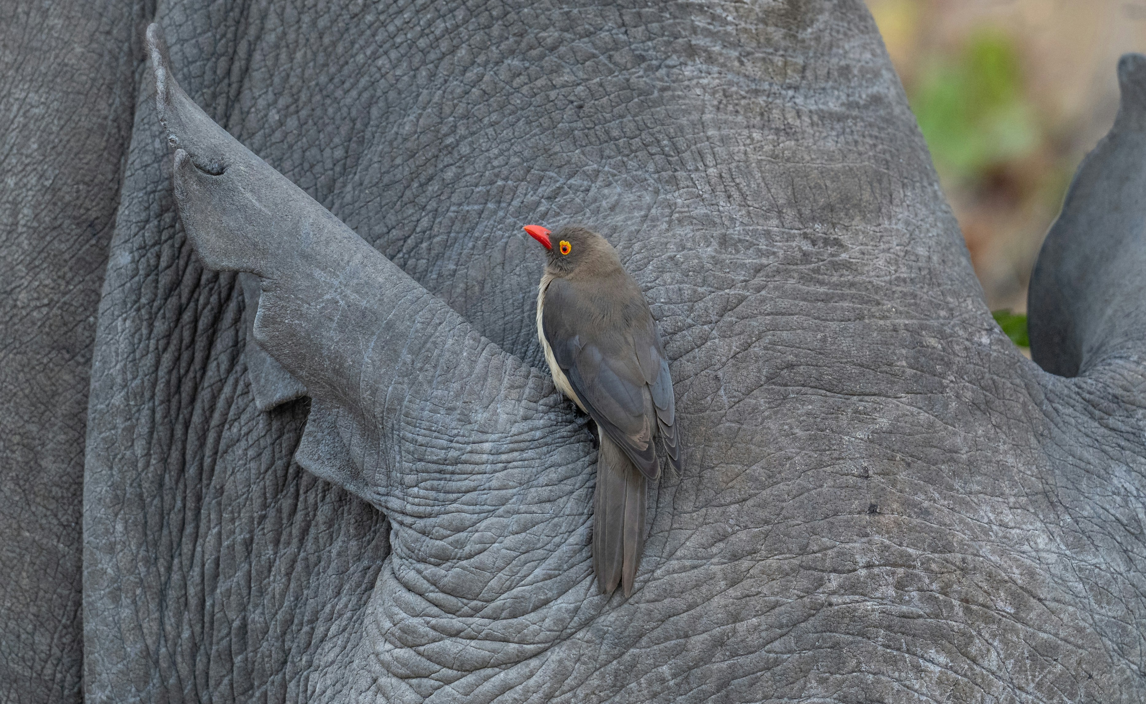 Un pic à bec roux perché sur la peau épaisse et grise d’un rhinocéros