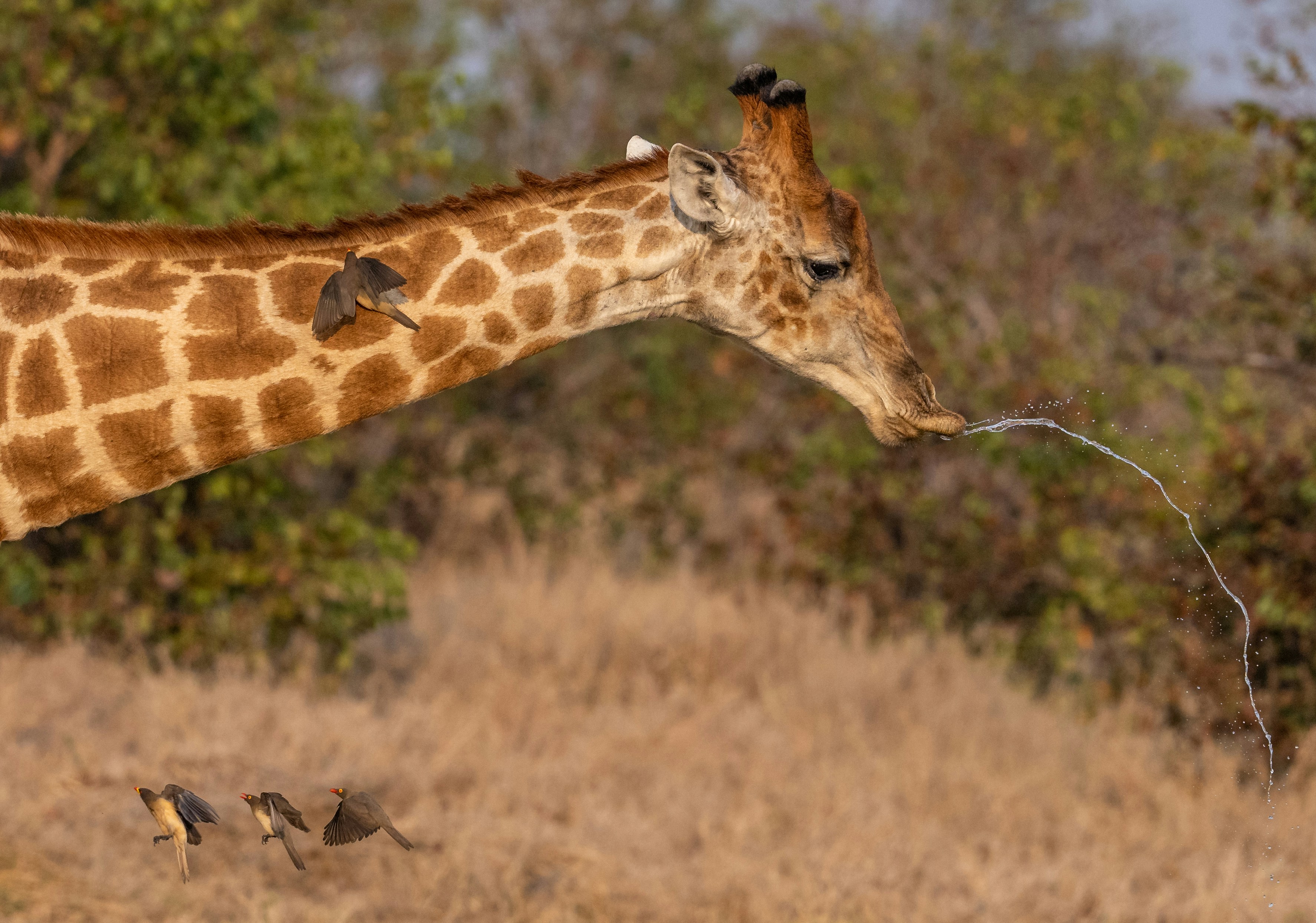 Une girafe boit de l’eau avec un petit oiseau sur le cou et trois oiseaux volant à proximité