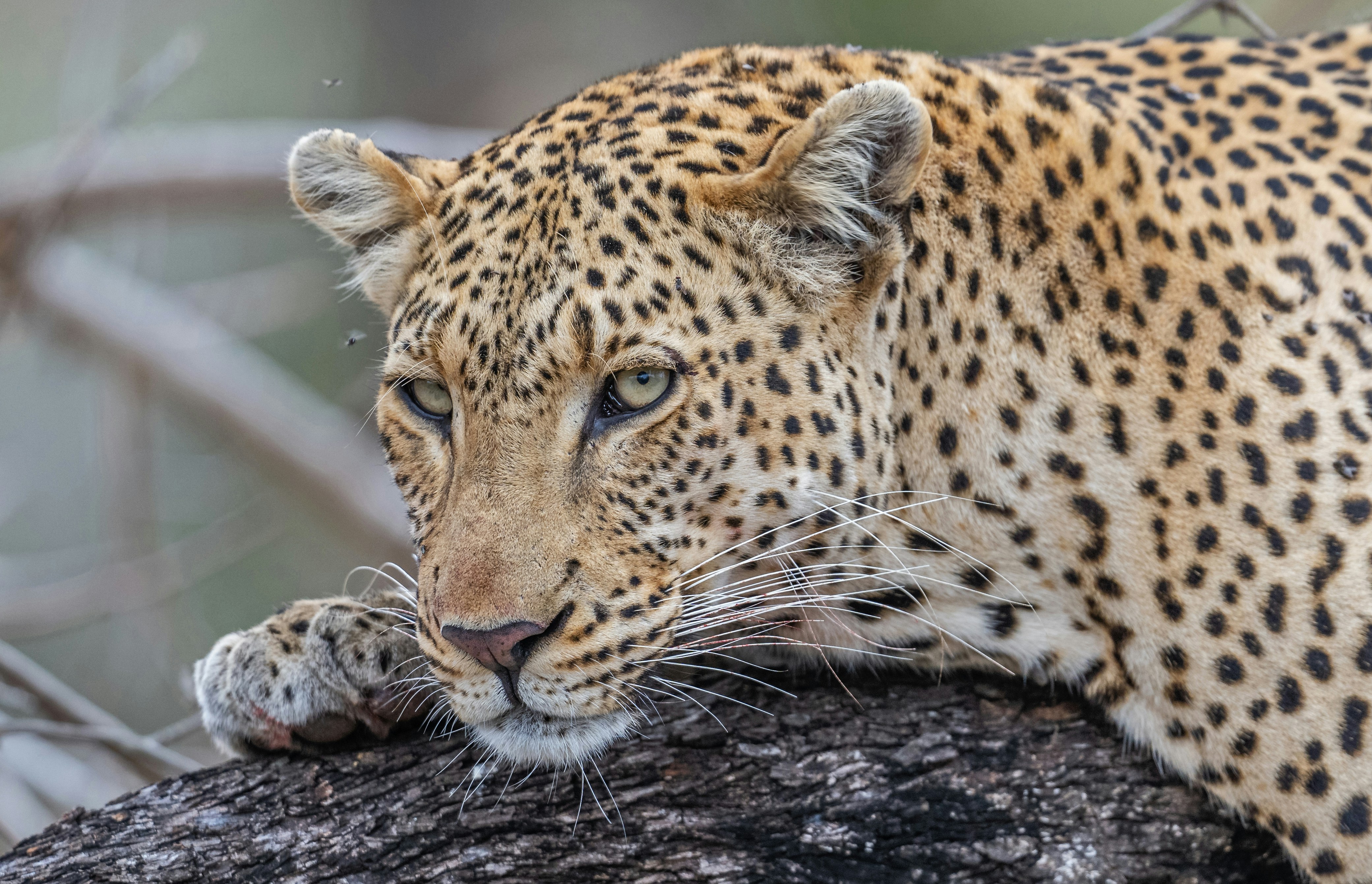 Un léopard reposant sur une grosse branche d’arbre, la tête baissée