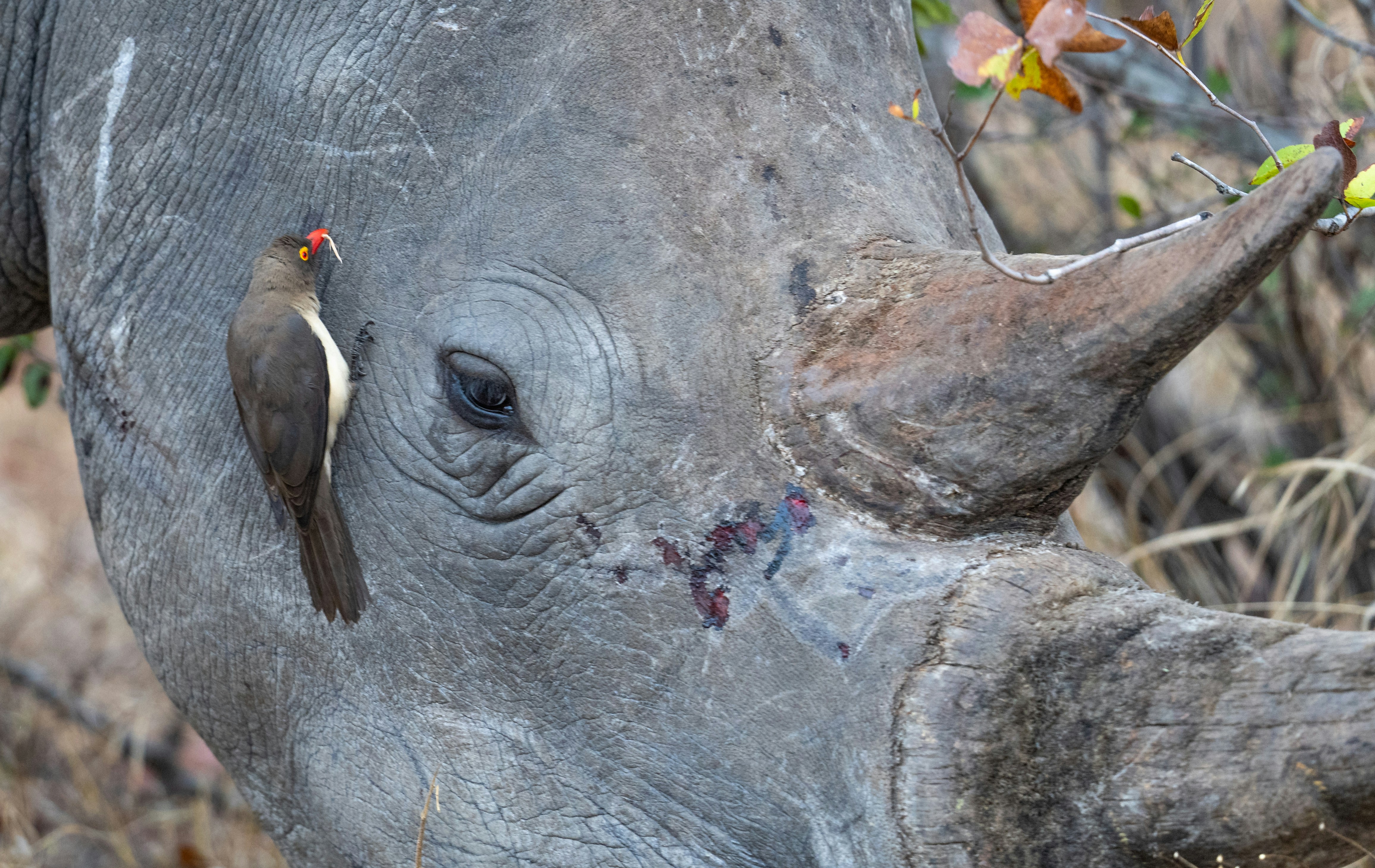Un pic à bec roux perché sur la peau grise d’un rhinocéros
