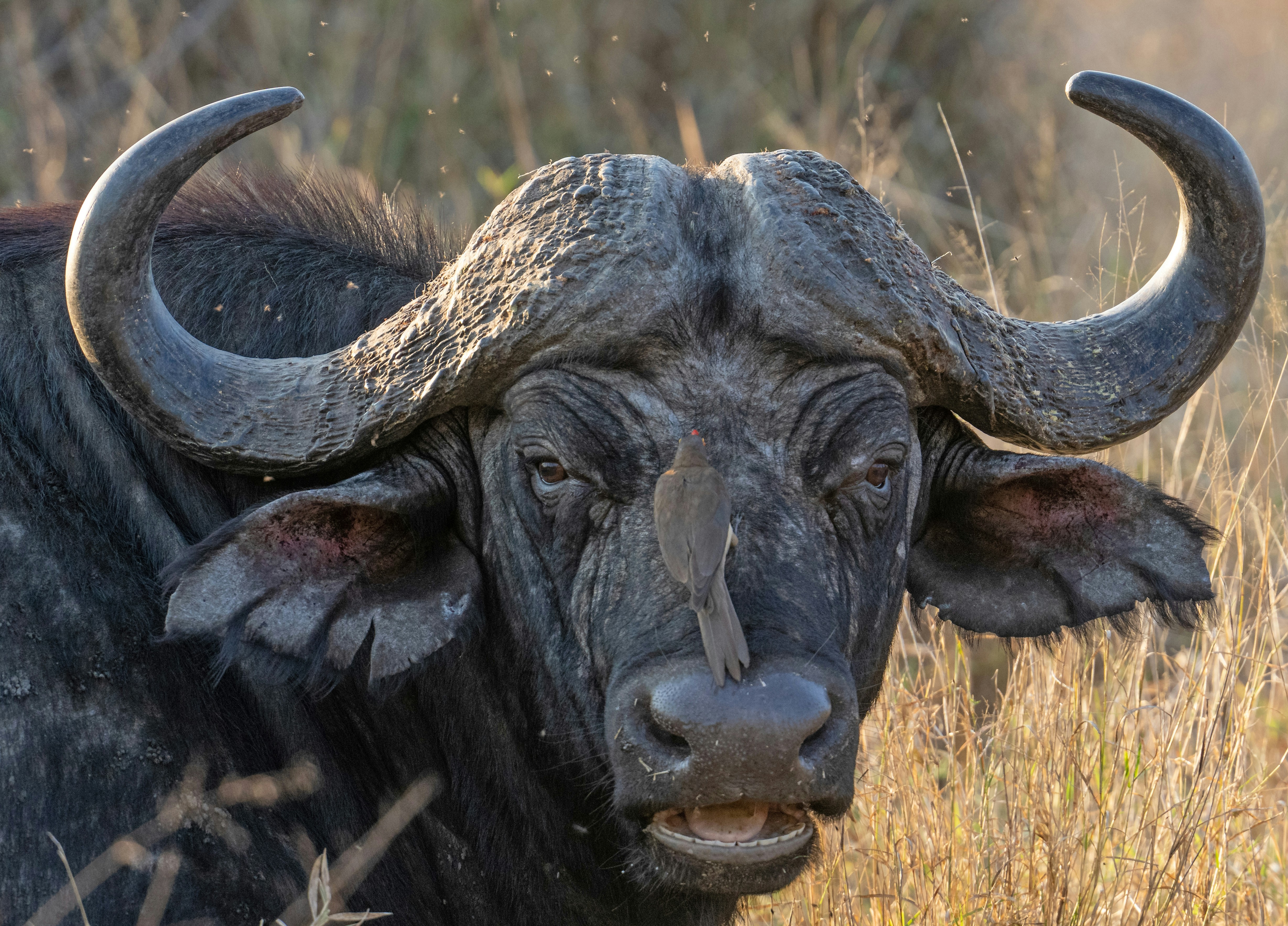 Un petit oiseau perché sur le nez d’un grand buffle africain dans les hautes herbes