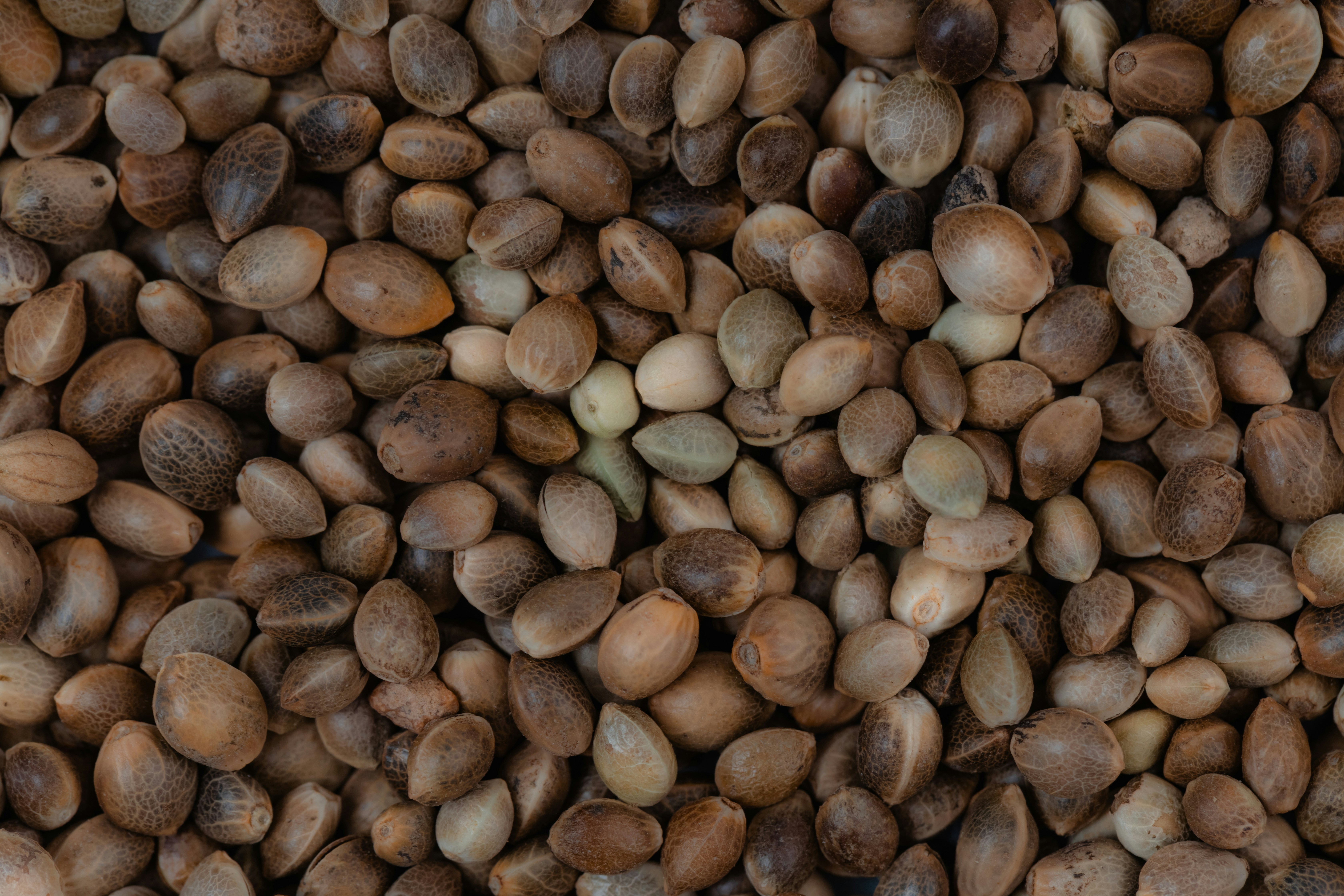 A close-up view of a pile of brown hemp seeds with mottled patterns