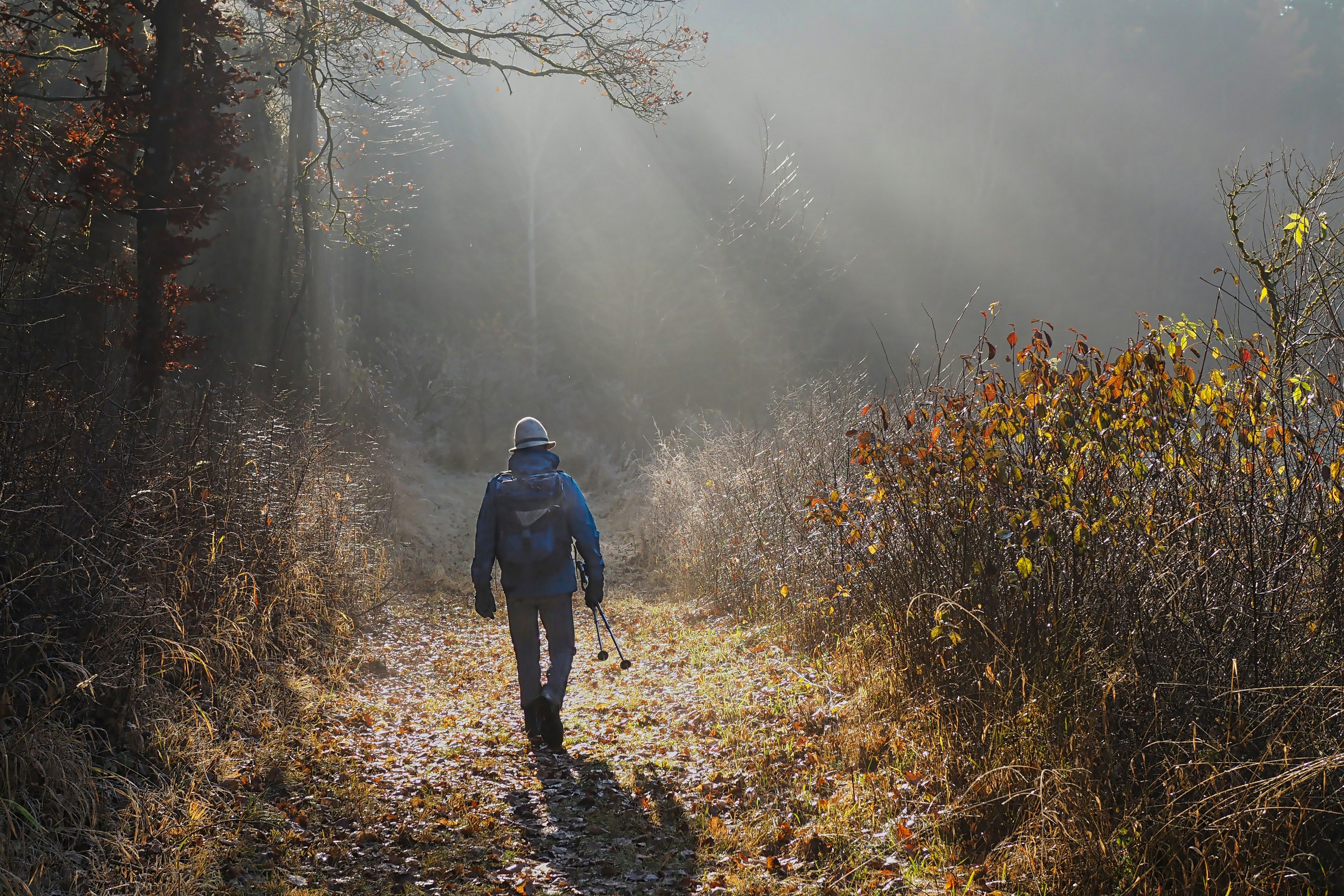 Person walking on sunlit forest path - Free Photo on Unsplash