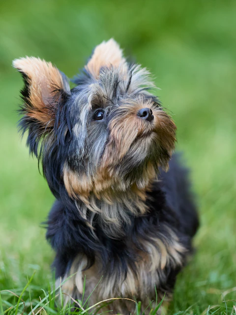 A small Yorkshire Terrier puppy with tan and black fur looking up in green grass
