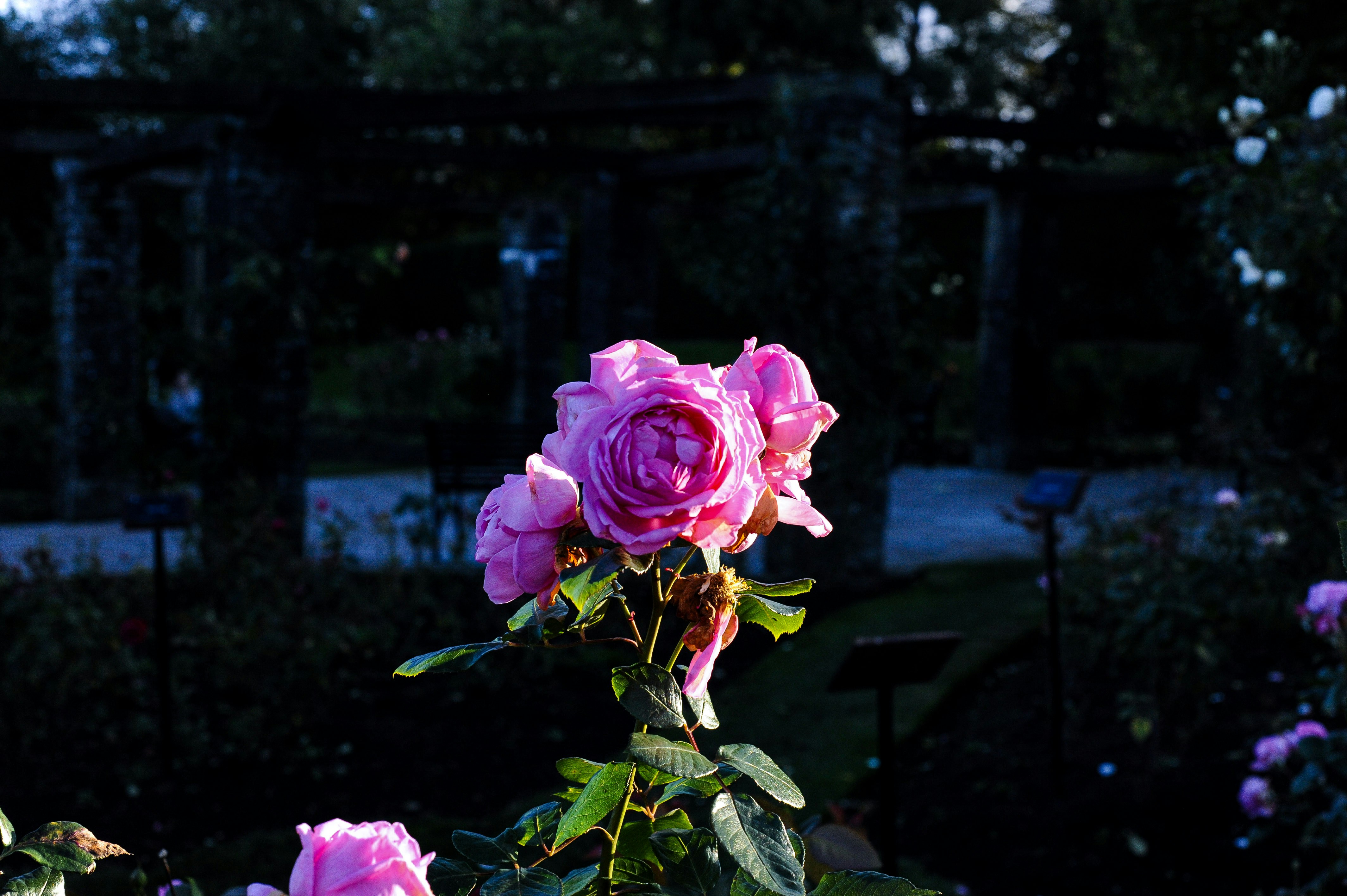 Roses roses dans le jardin sombre - Photo gratuite sur Unsplash
