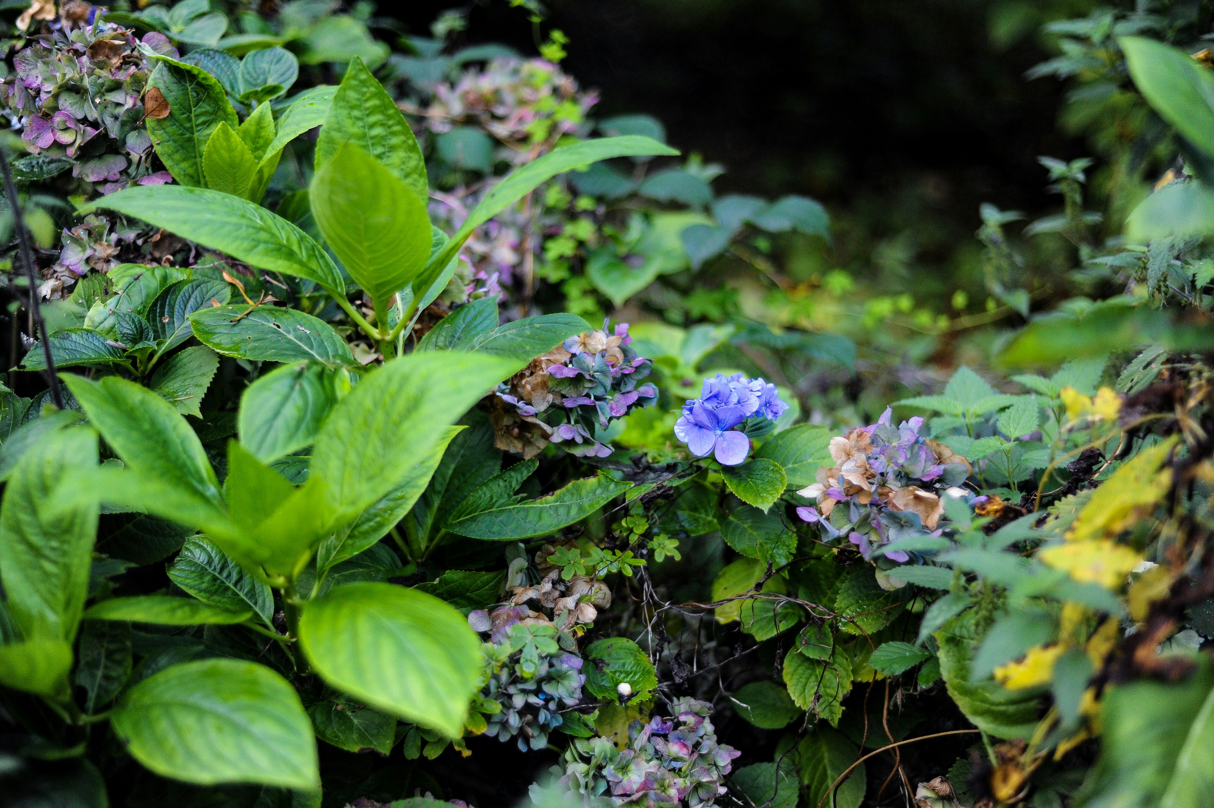 Fleurs d’hortensias bleus dans le jardin - Photo gratuite sur Unsplash