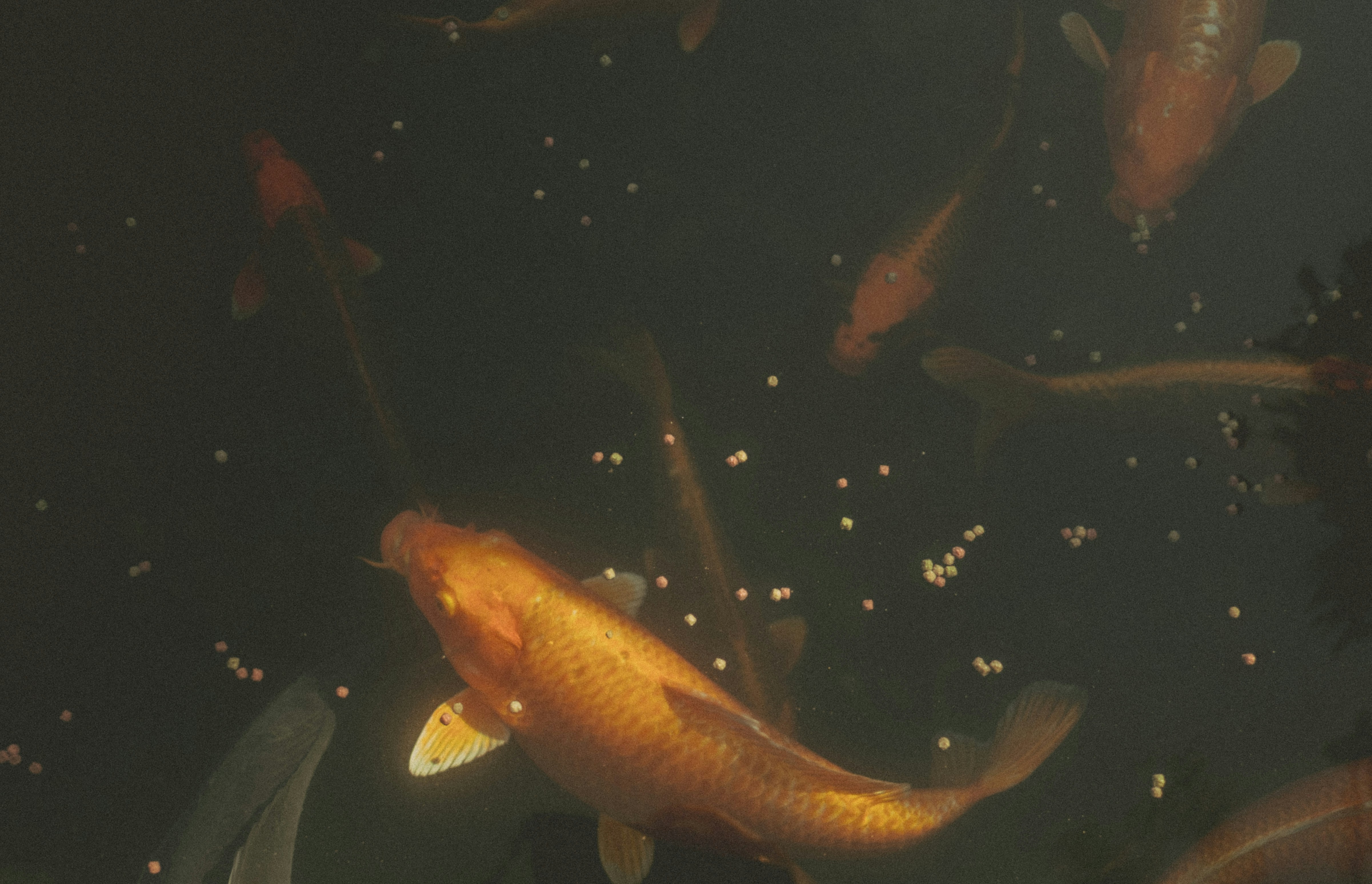 Orange koi fish in dark water - Free Photo on Unsplash