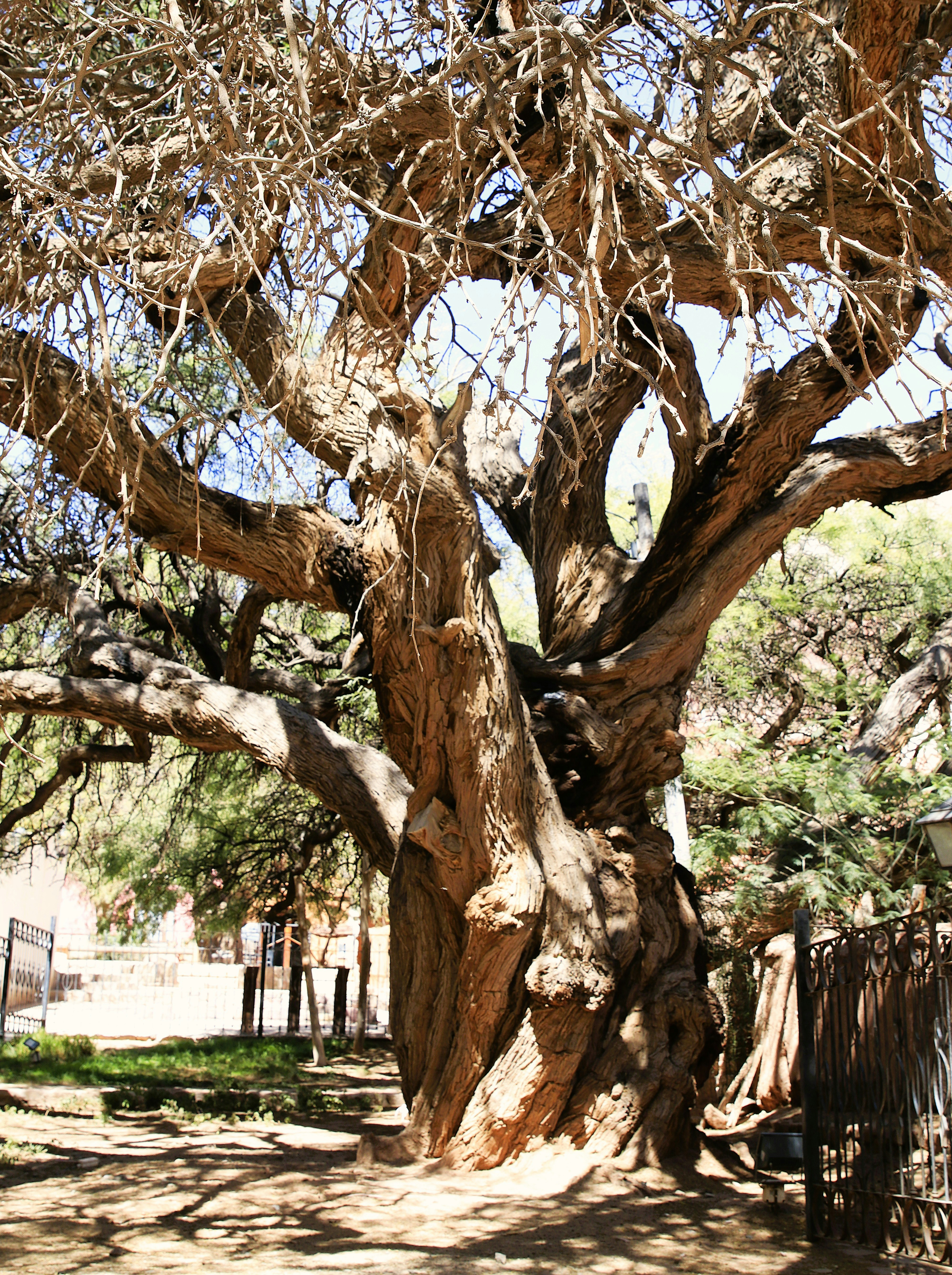 Ancient tree with gnarled trunk - Free Photo on Unsplash