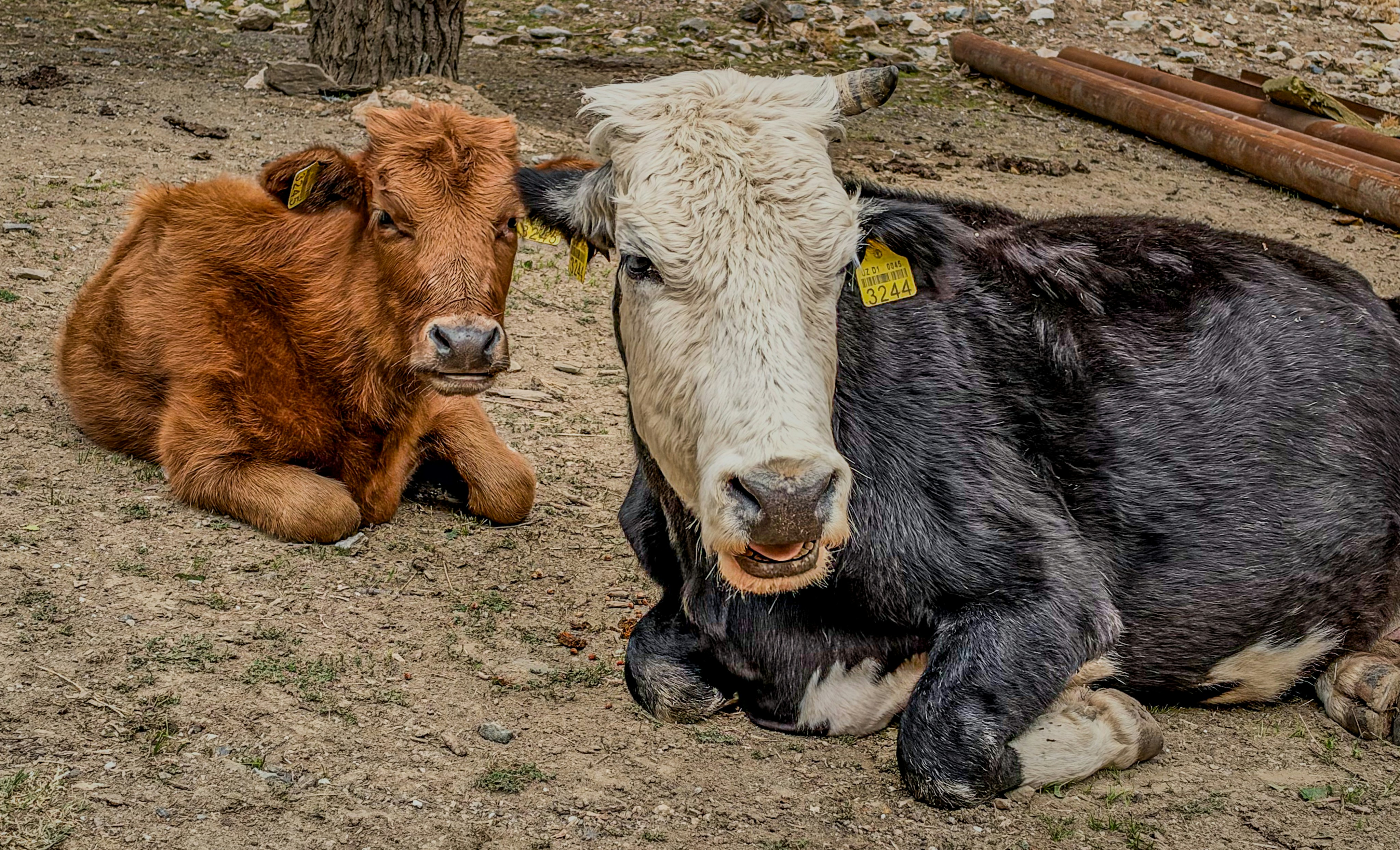Brown calf and cow on dirt - Free Photo on Unsplash