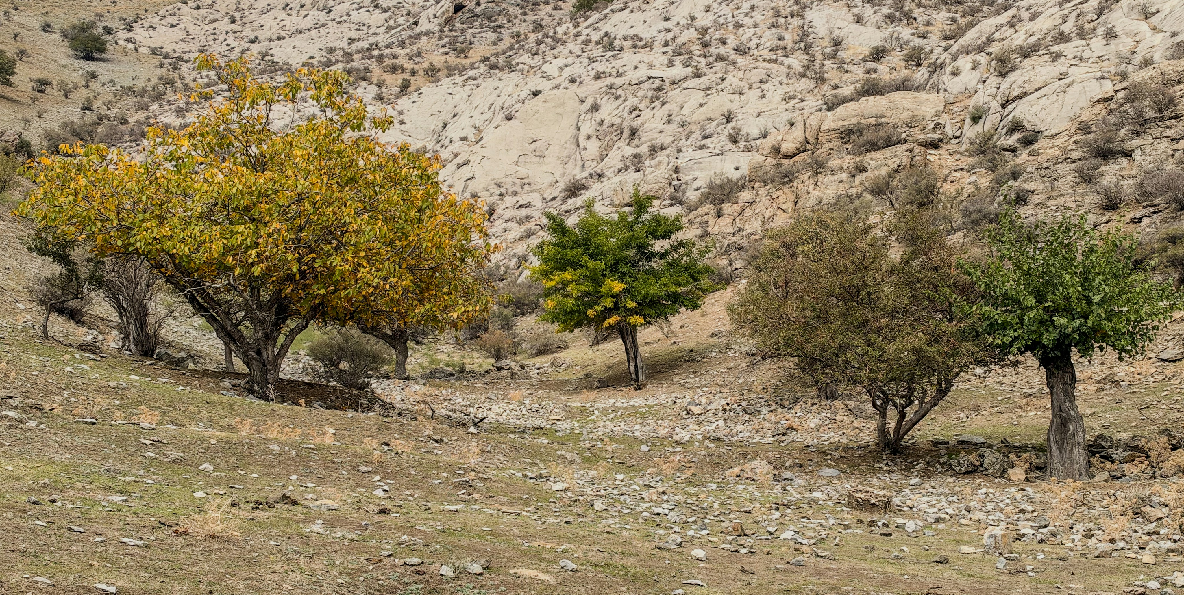 Trees on rocky autumn hillside - Free Photo on Unsplash
