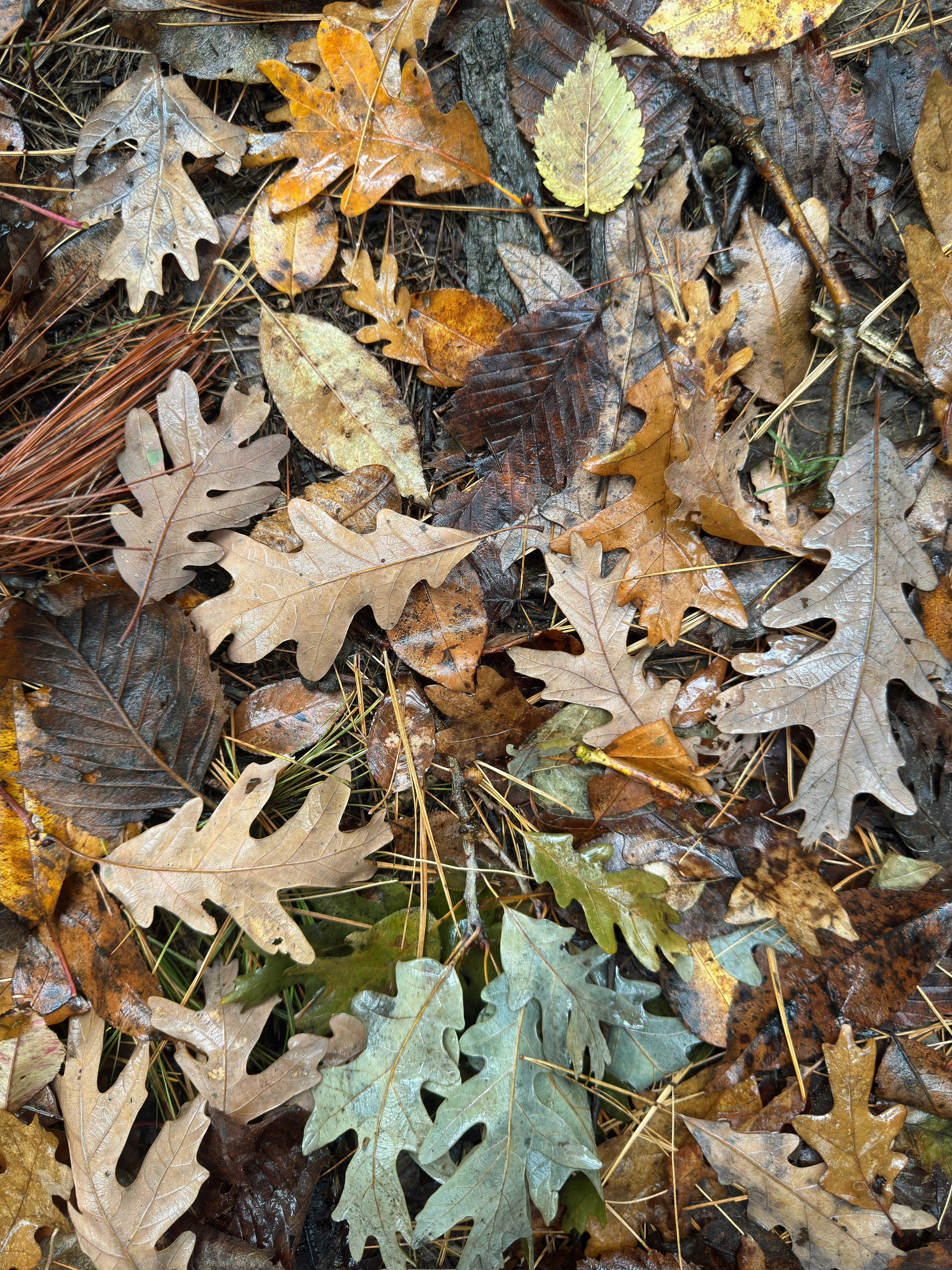 Fallen oak leaves on forest floor - Free Photo on Unsplash