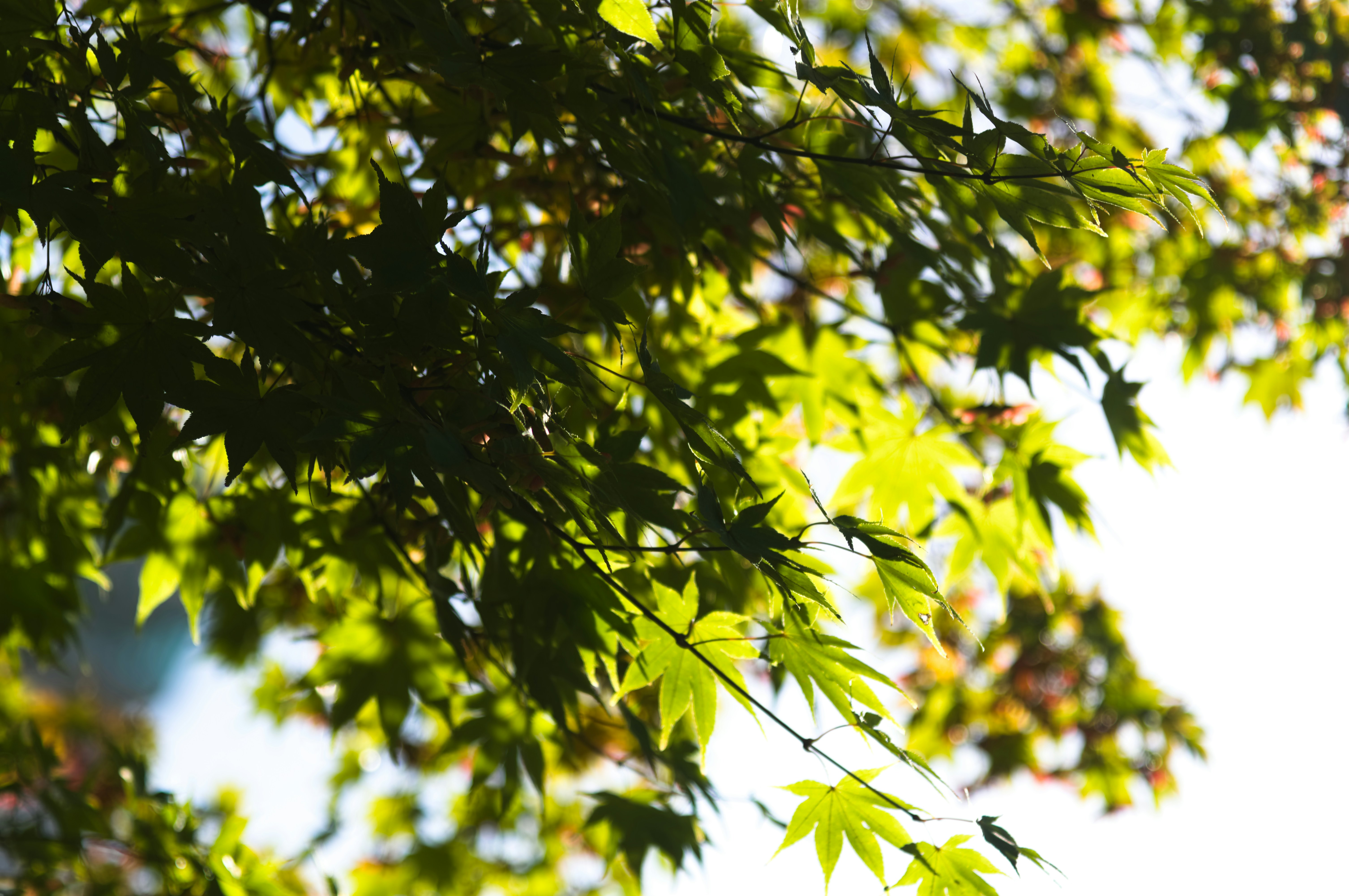Green Japanese maple leaves backlit - Free Photo on Unsplash