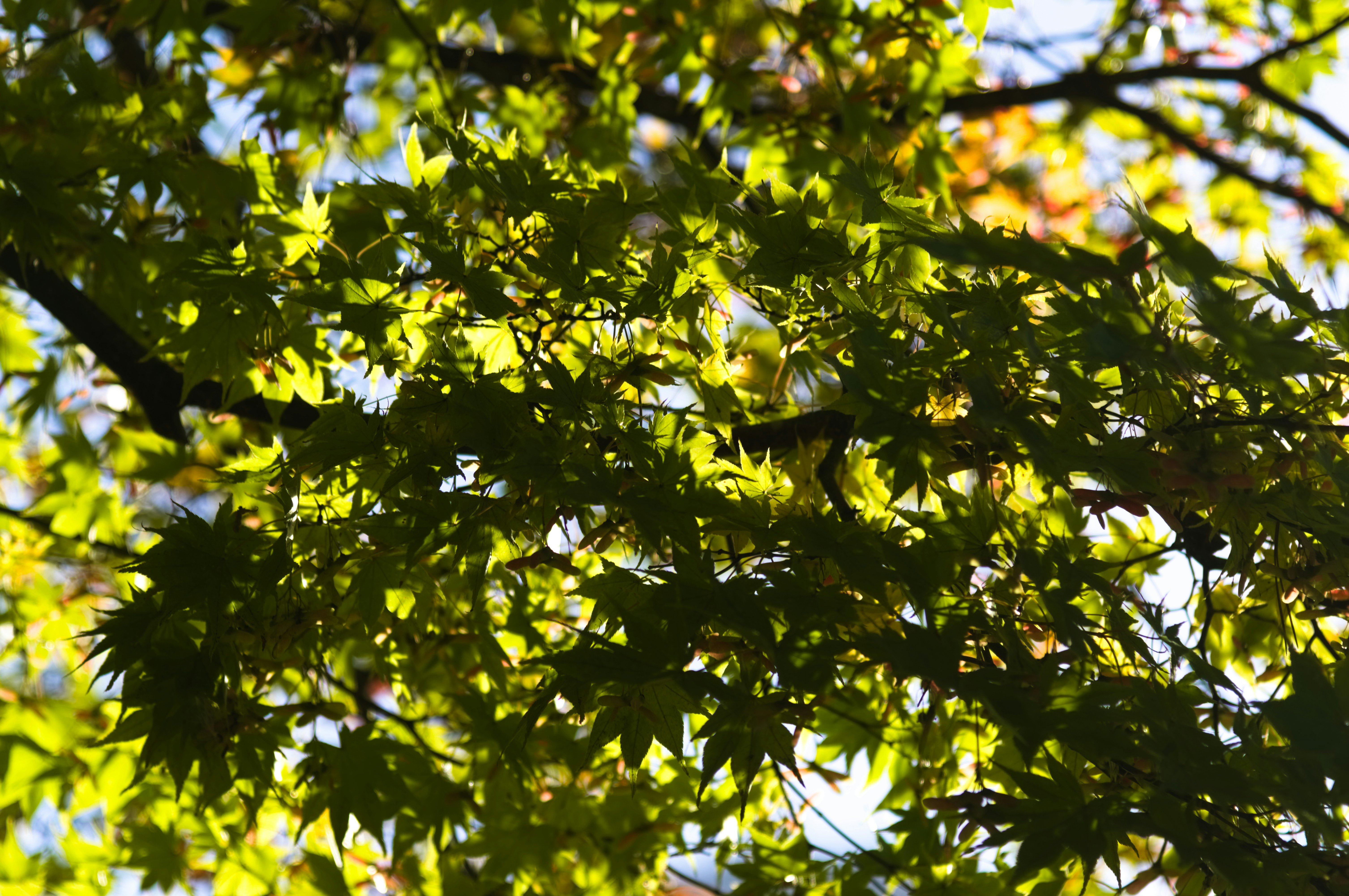Green maple leaves in sunlight - Free Photo on Unsplash