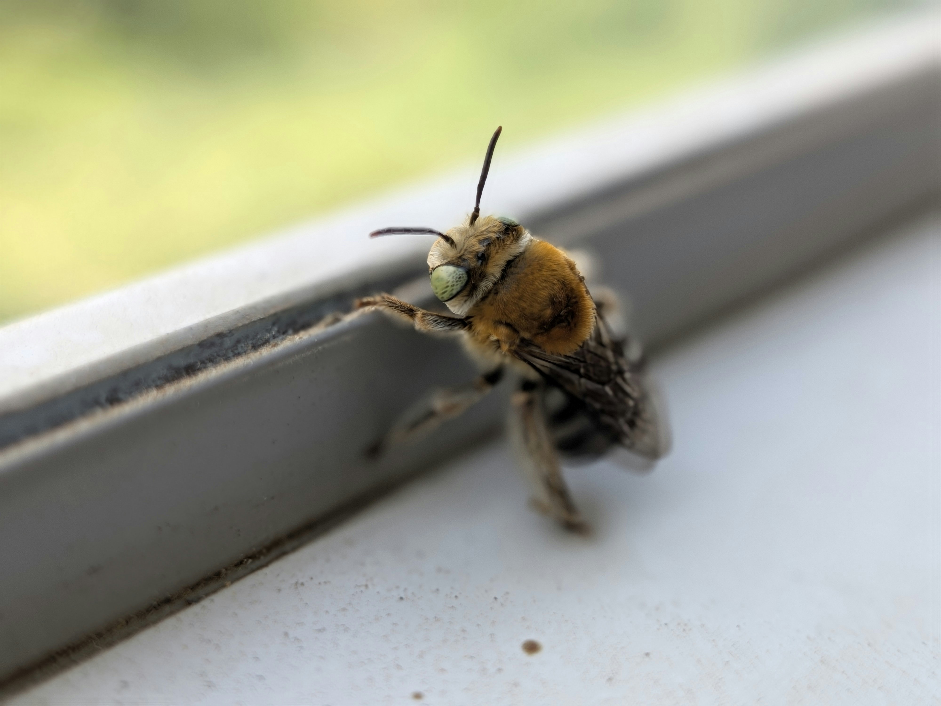 Fuzzy bee on window sill - Free Photo on Unsplash