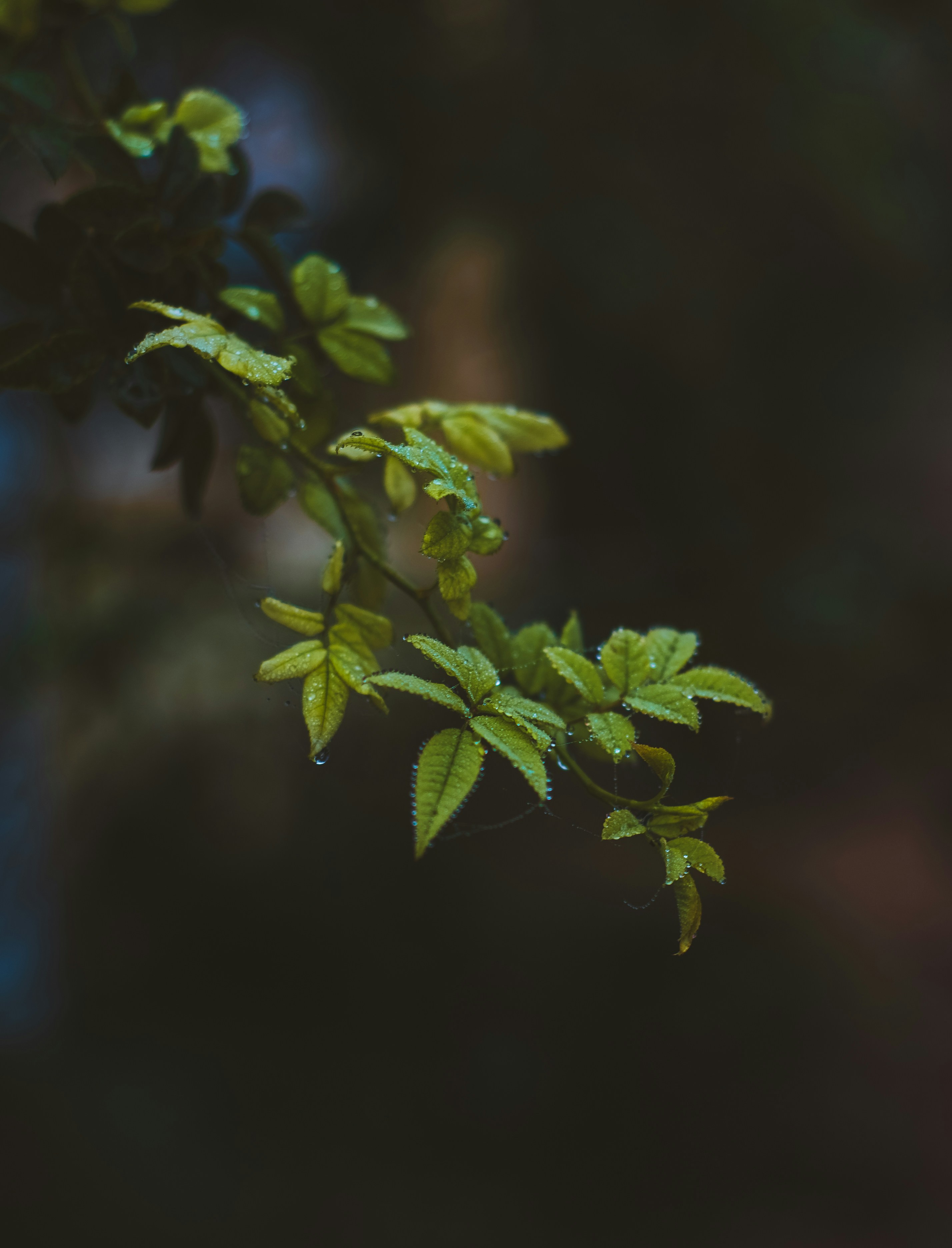 雾晨花事与28毫米