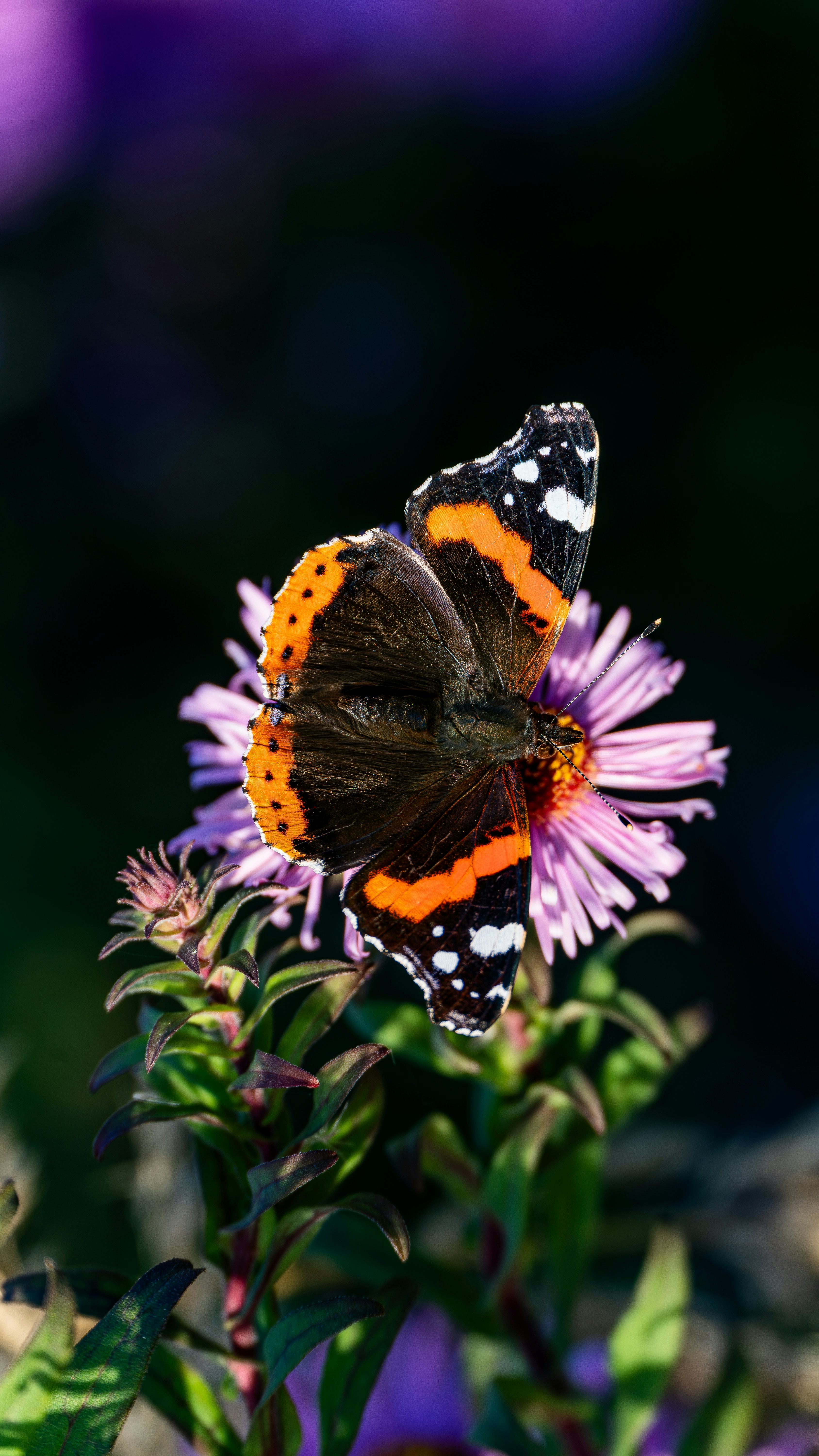 Red admiral butterfly on purple flower - Free Photo on Unsplash