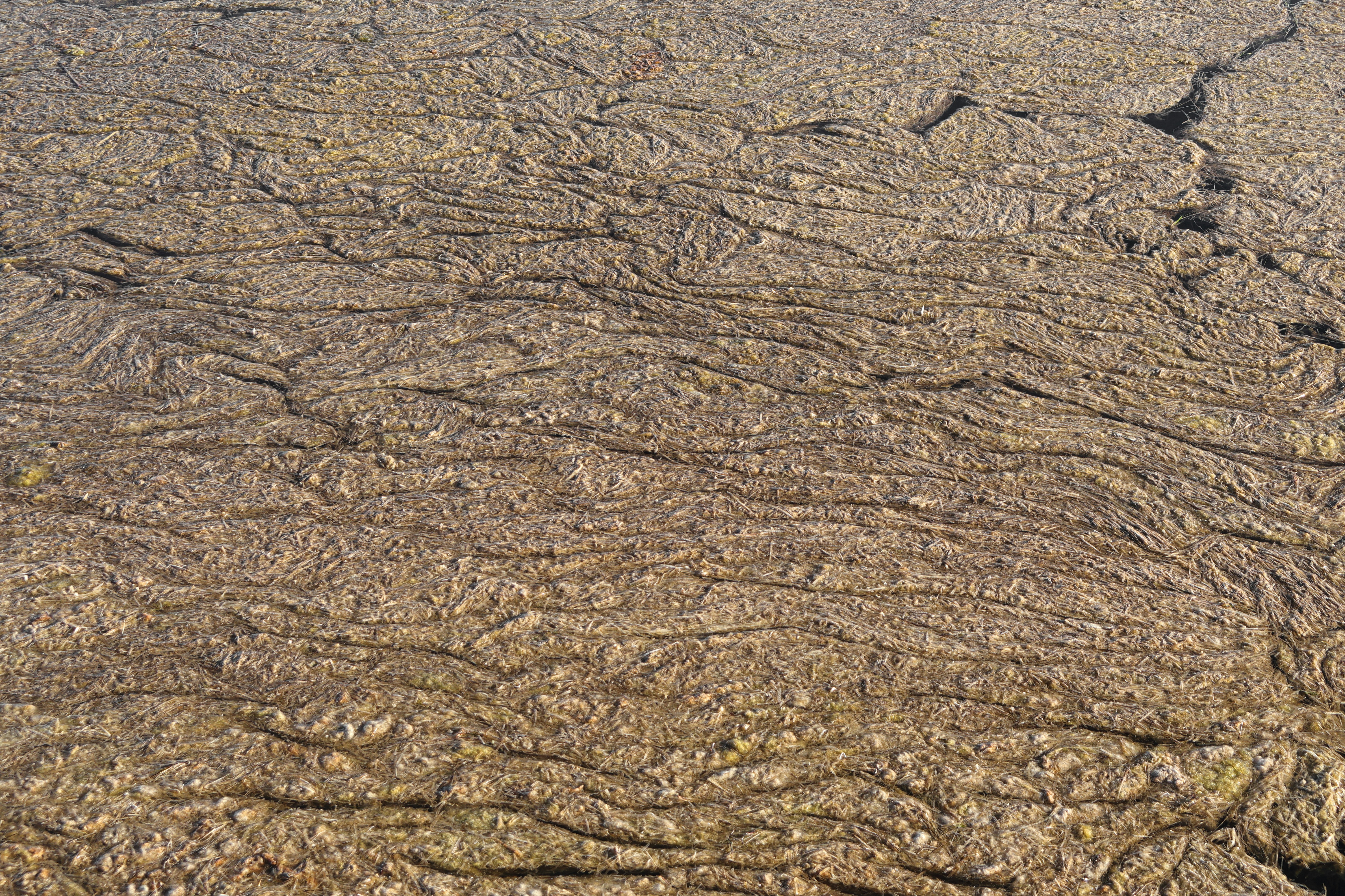 Brown algae on water surface - Free Photo on Unsplash