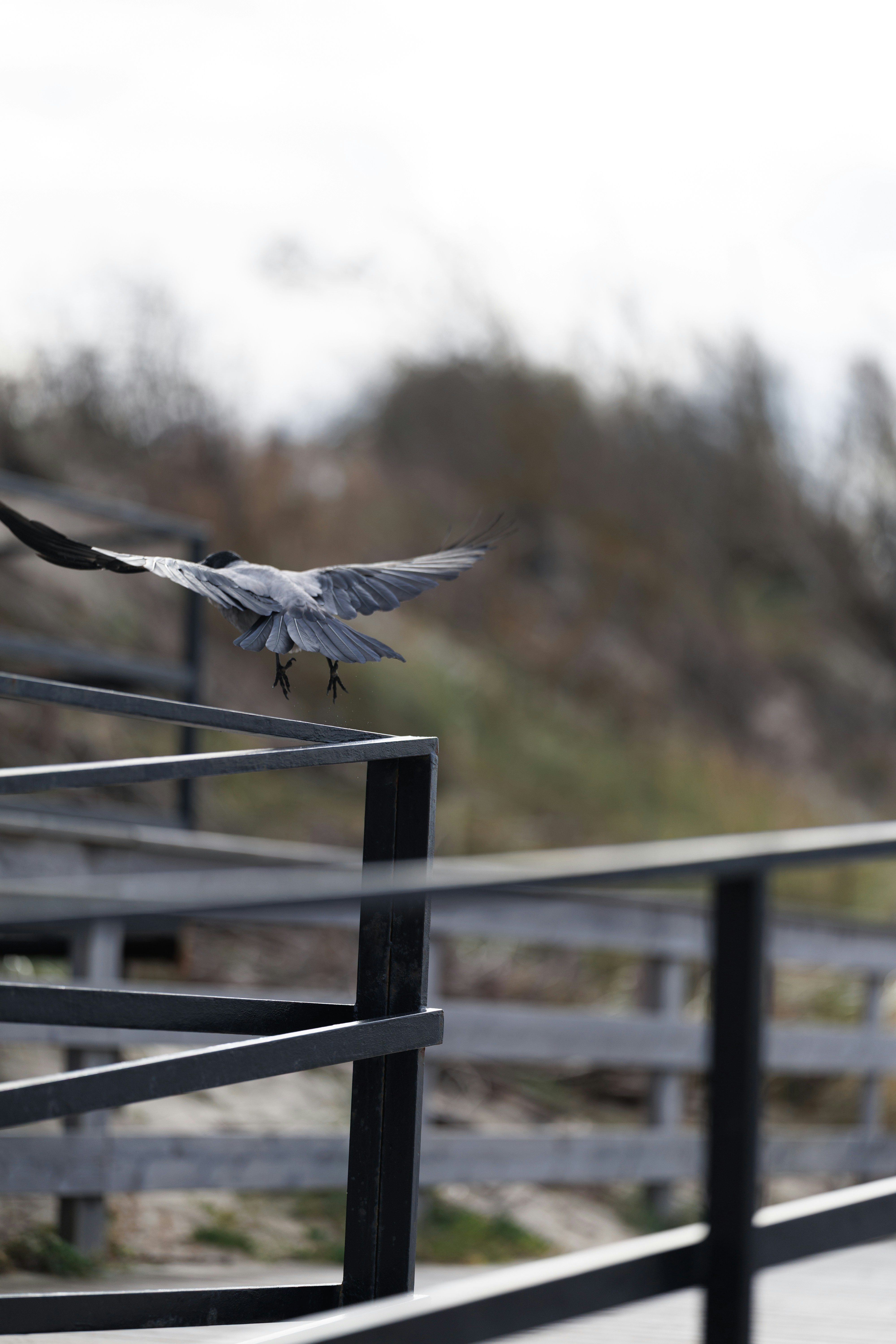 Crow taking flight from metal railing - Free Photo on Unsplash