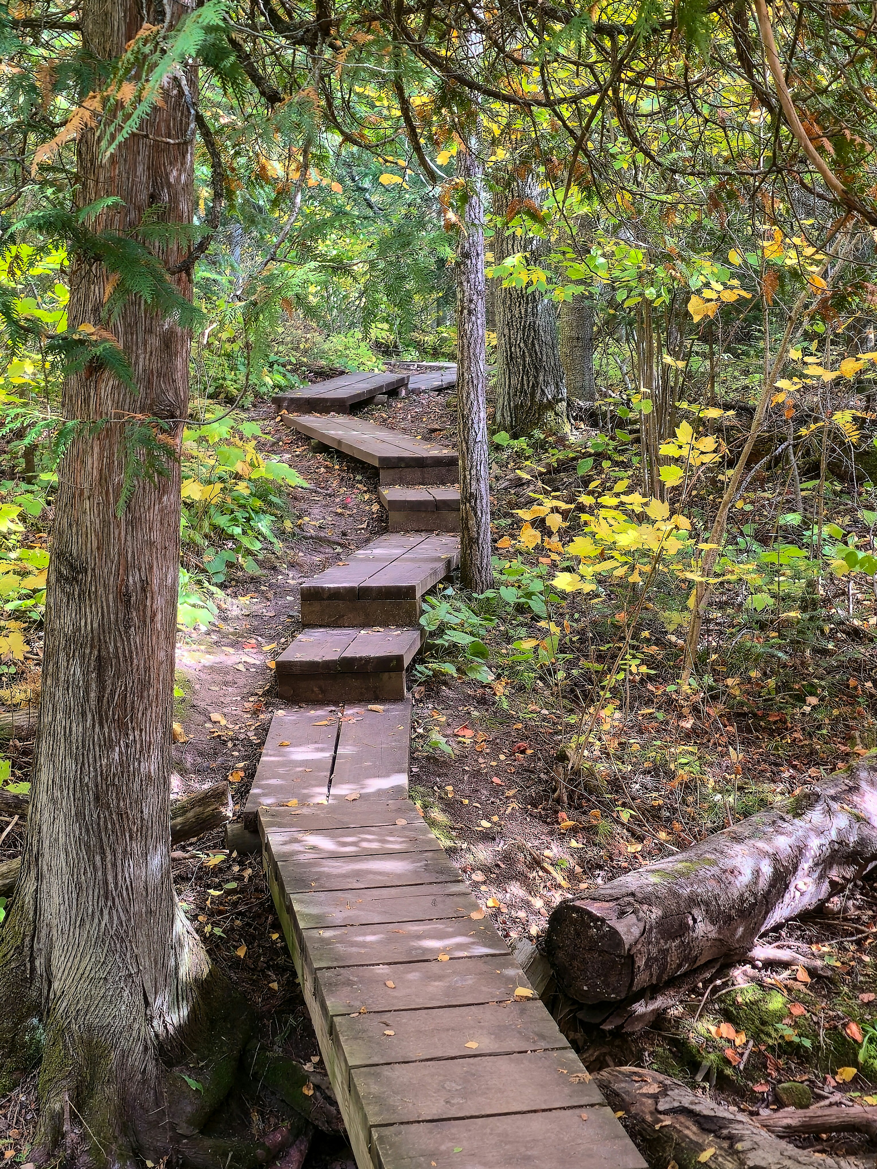 Wooden boardwalk through autumn forest - Free Photo on Unsplash