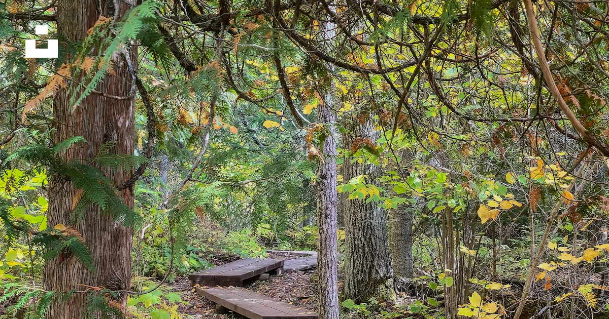 Stack Lakeshore Wooden boardwalk through autumn forest - Free Photo on Unsplash