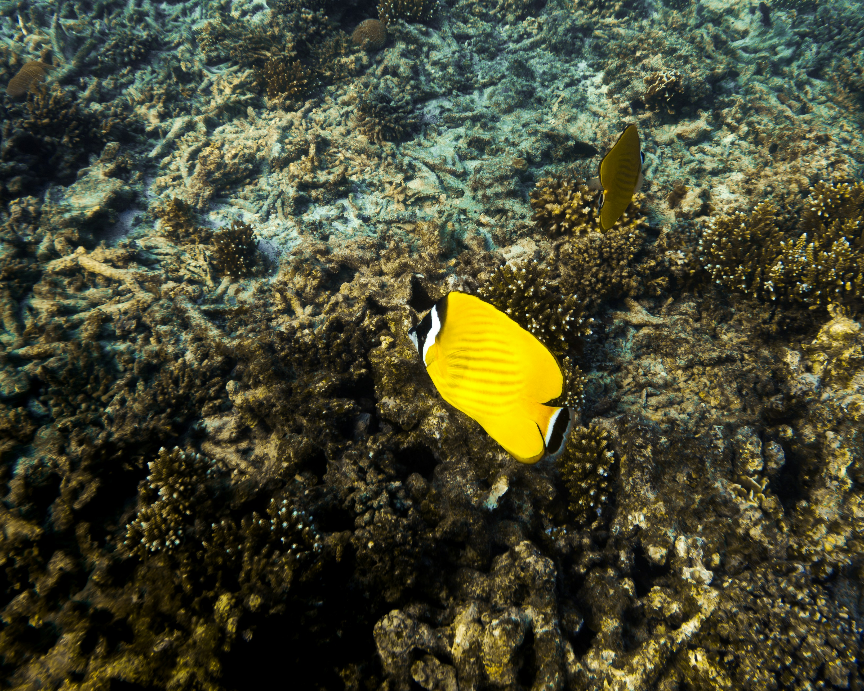 Fotomural Two bright yellow butterflyfish swimming over a textured coral reef underwater