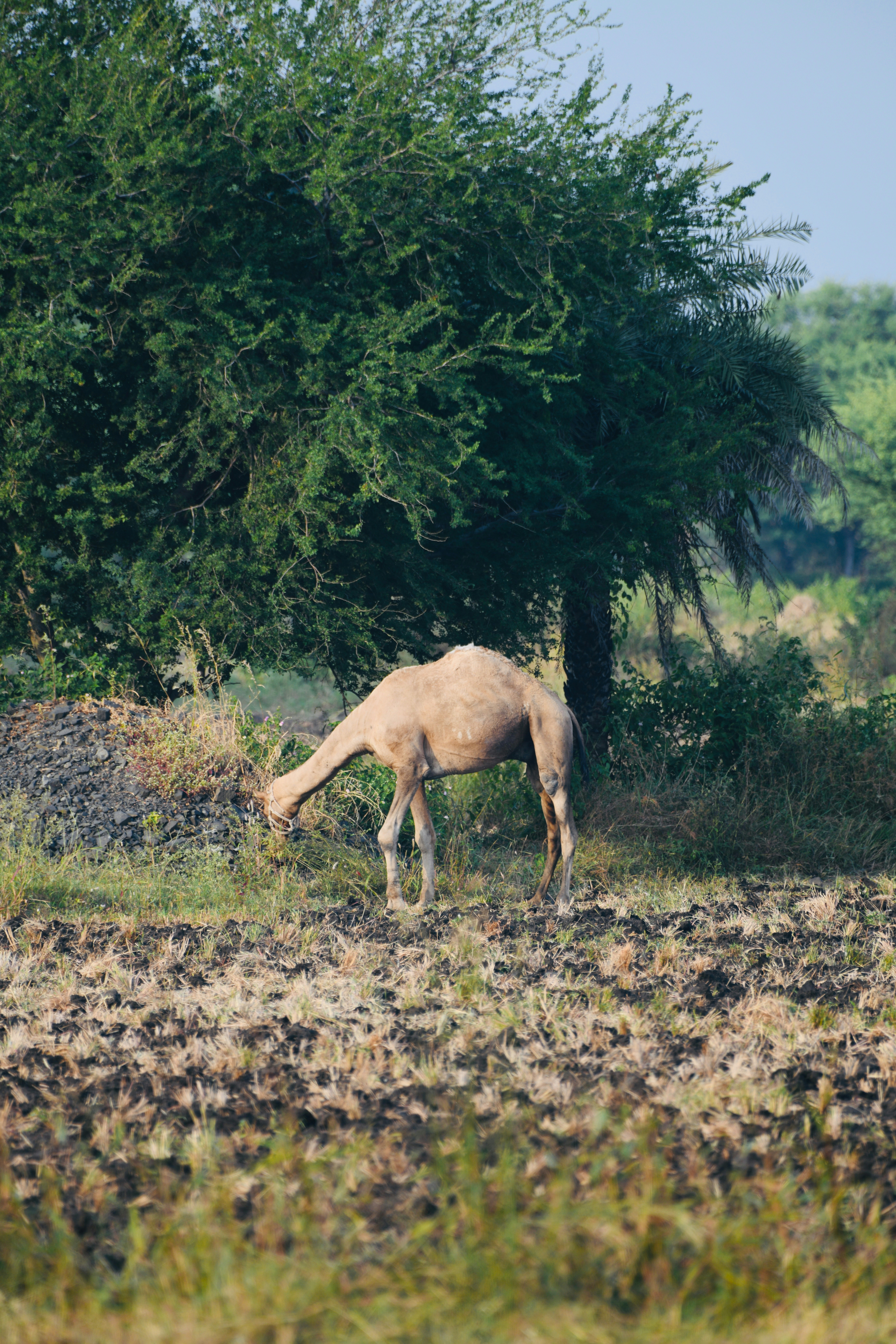 Camel grazing in field near tree - Free Photo on Unsplash