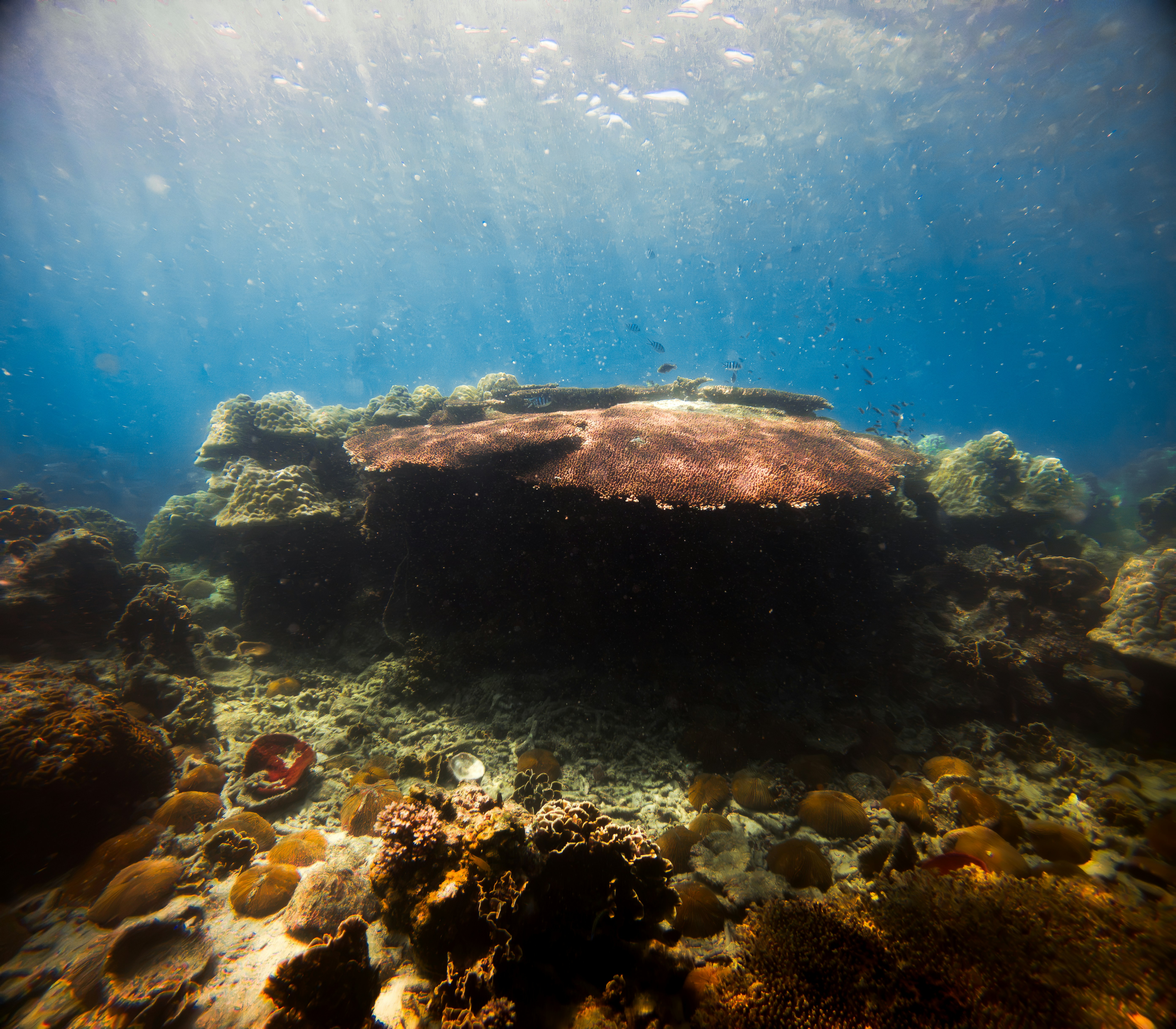 Coral reef under clear blue water - Free Photo on Unsplash