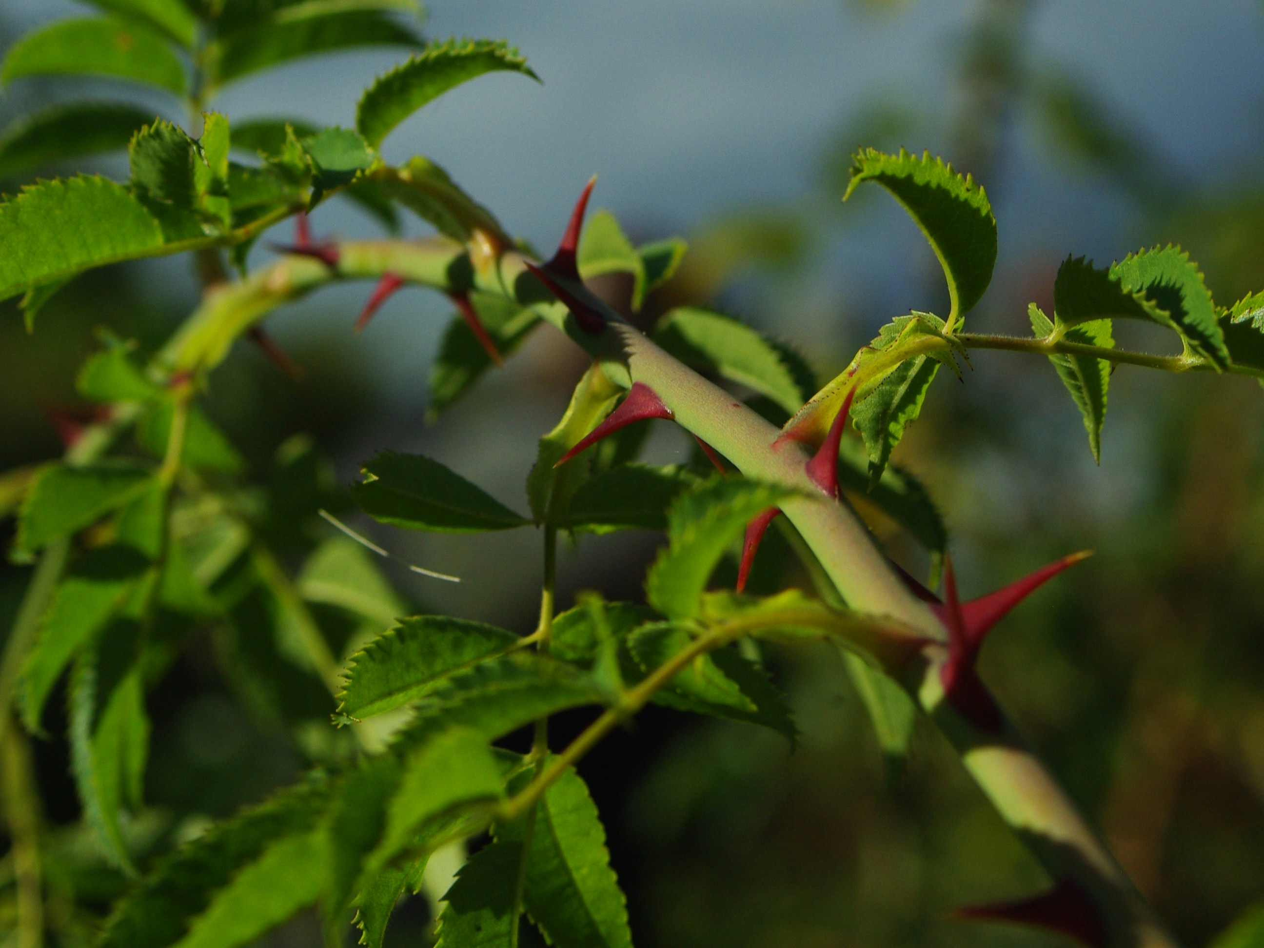 Rose stem with sharp red thorns - Free Photo on Unsplash