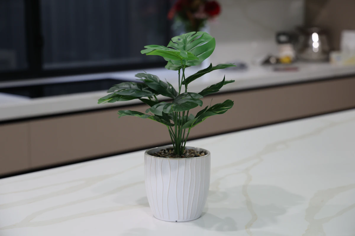 Monstera