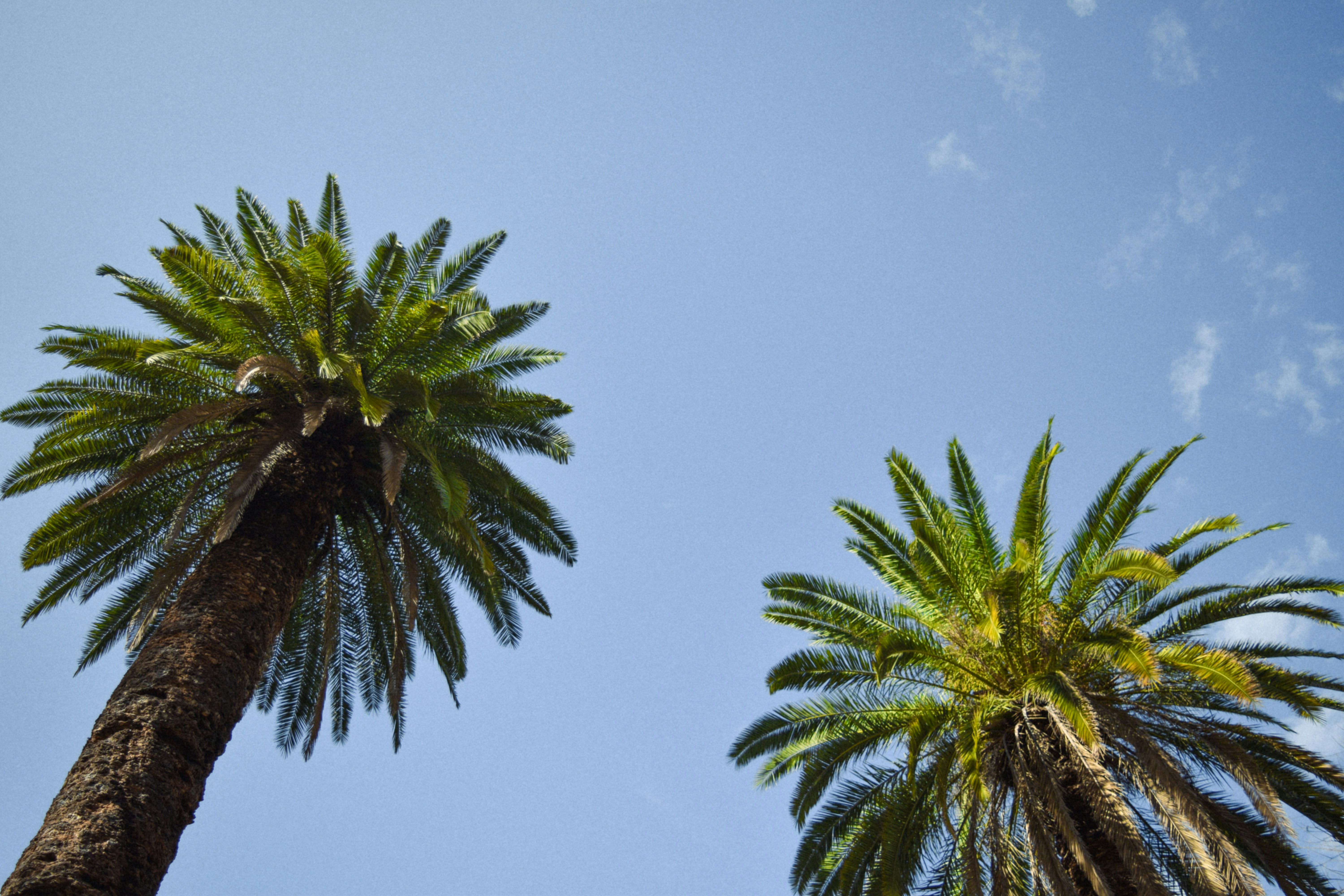 Two palm trees against blue sky - Free Photo on Unsplash