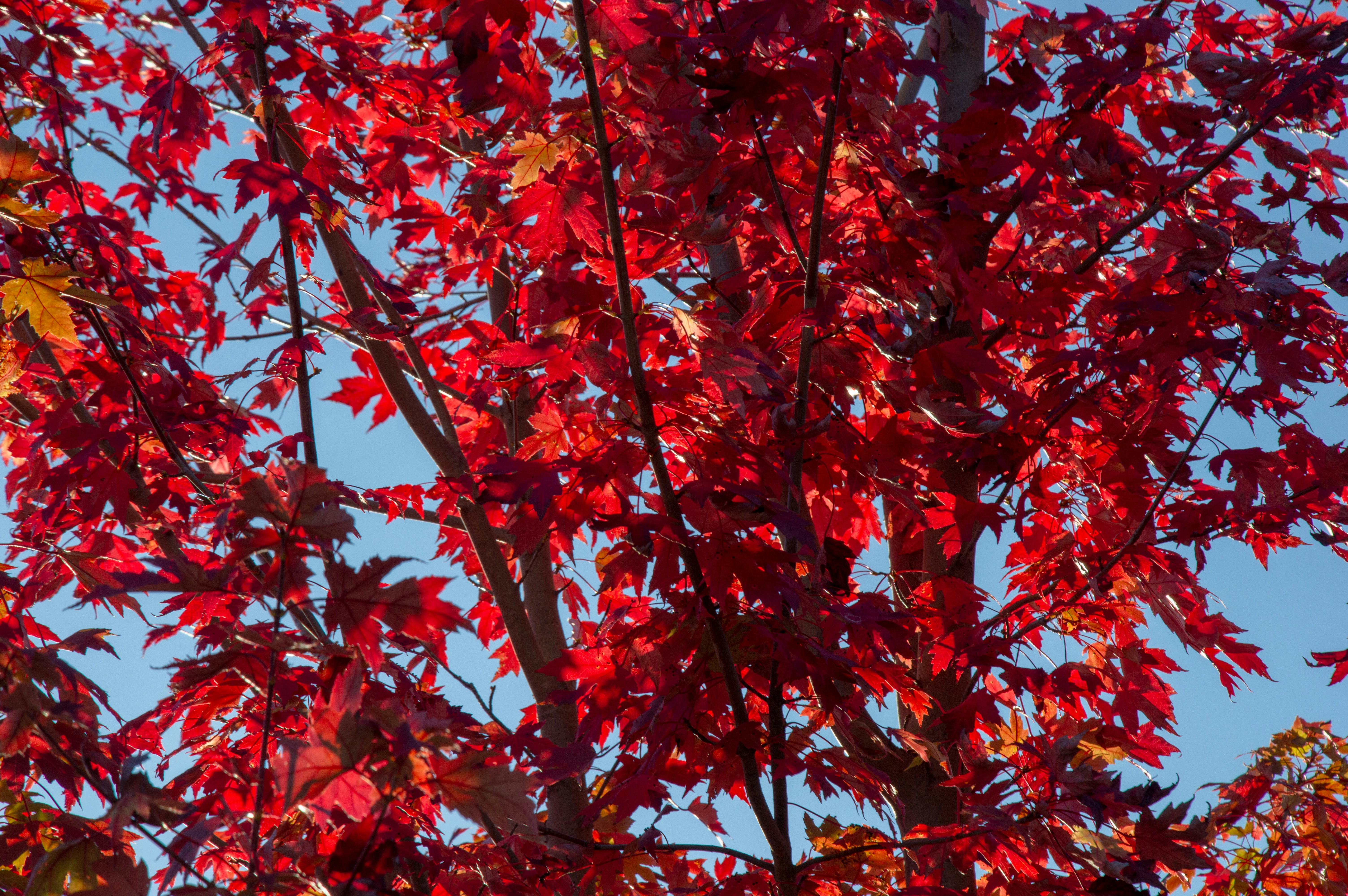 Red maple leaves against blue sky - Free Photo on Unsplash