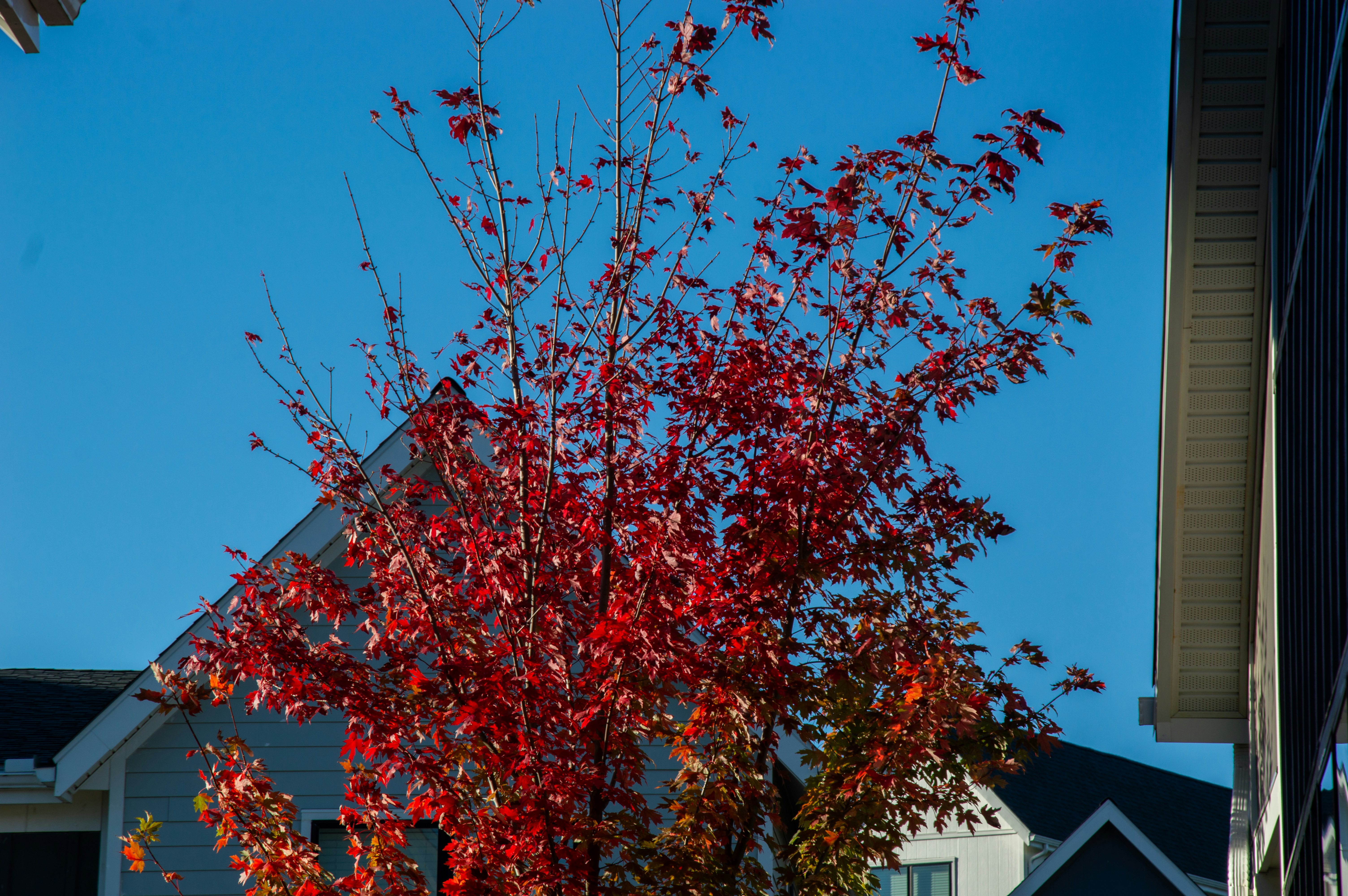 Red maple tree against blue sky - Free Photo on Unsplash