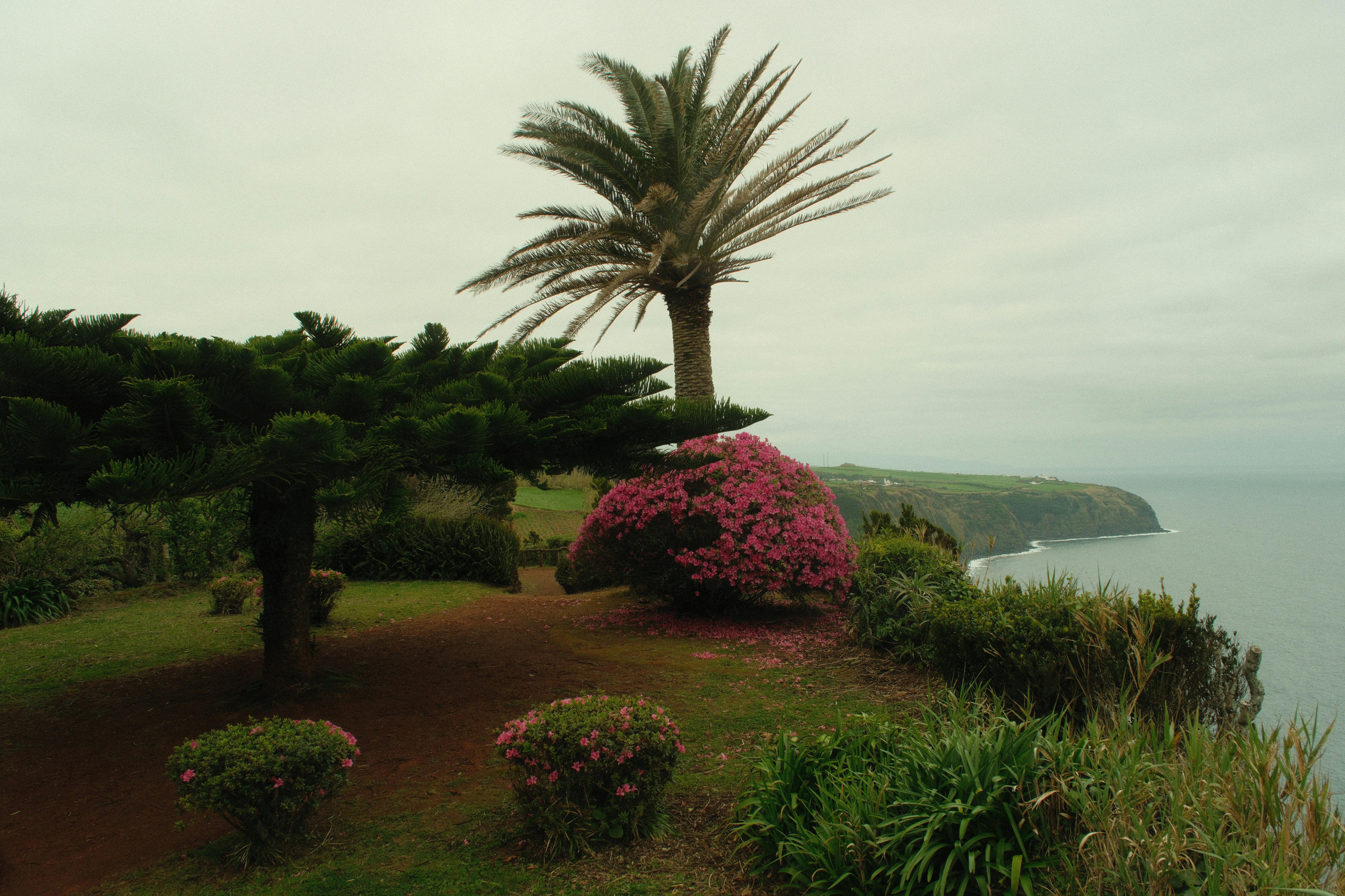Palm tree and azalea on cliff - Free Photo on Unsplash