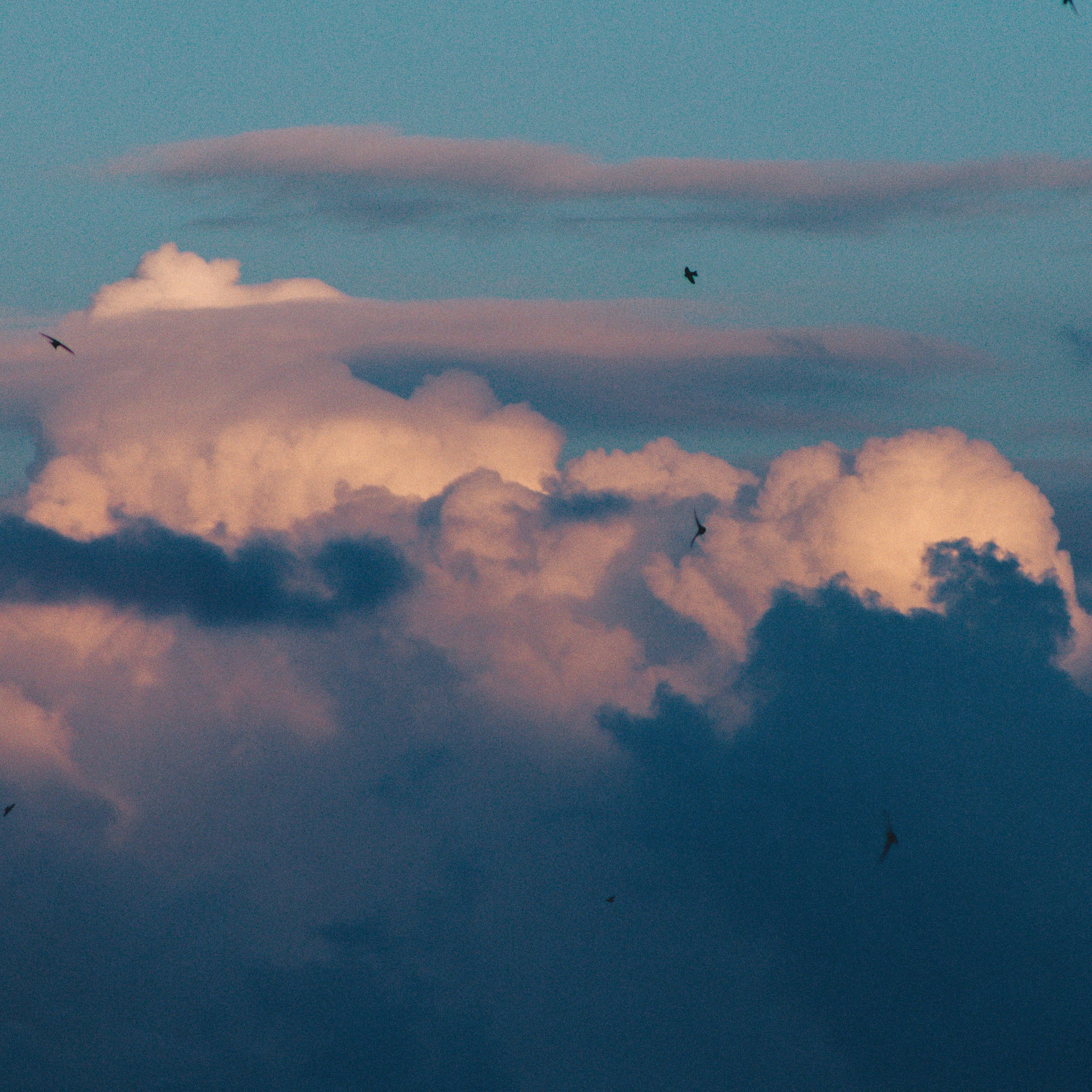 Birds flying against warm cumulus clouds - Free Photo on Unsplash