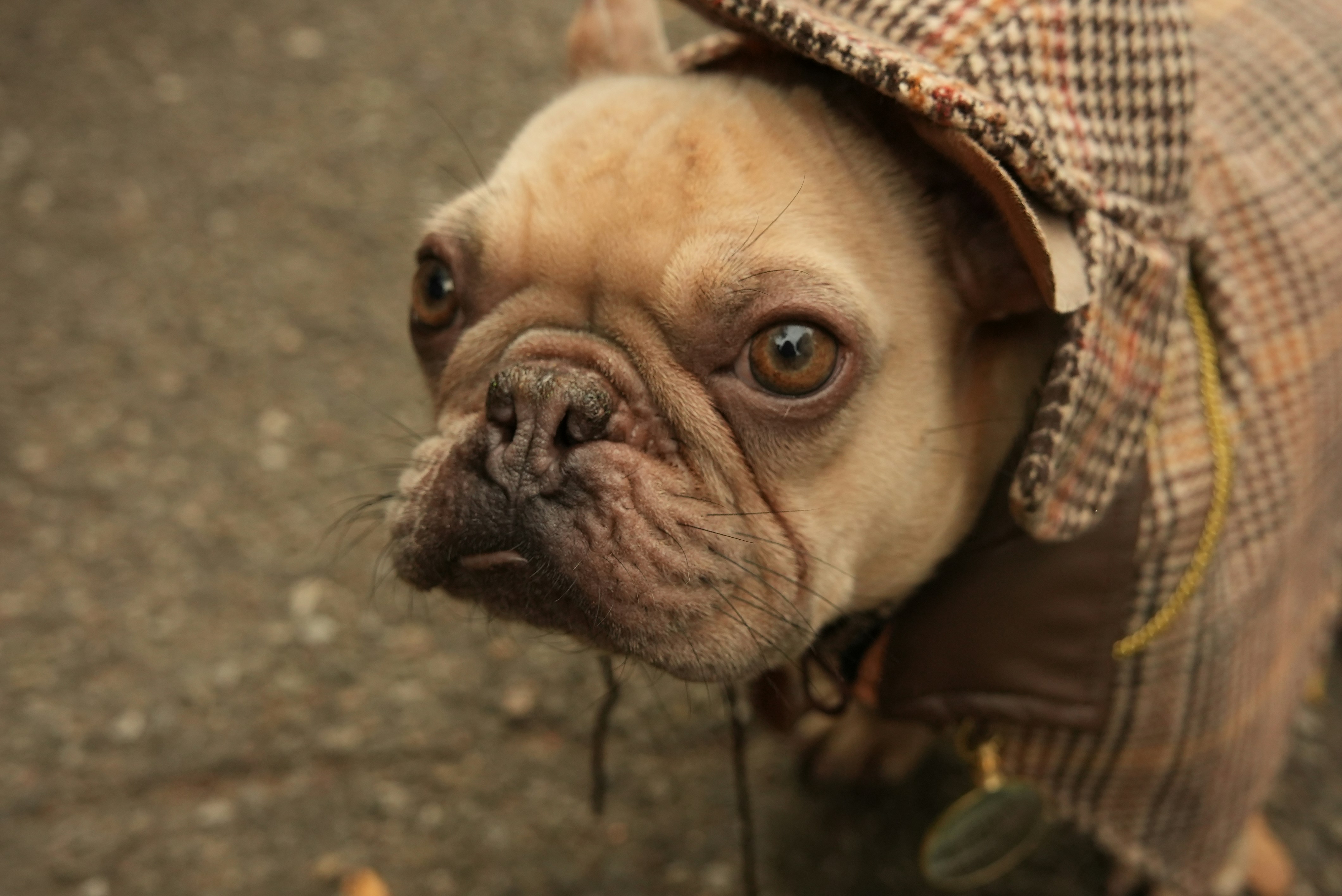 A fawn French bulldog wearing a brown houndstooth deerstalker hat and matching coat